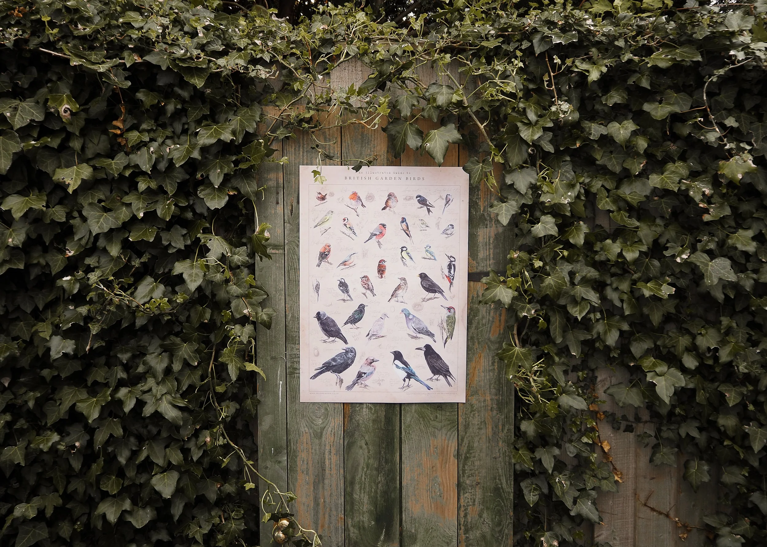 SUMMER 2025 GARDEN BIRD COLLECTION - BROOKE MARIE POSTER-9.jpg