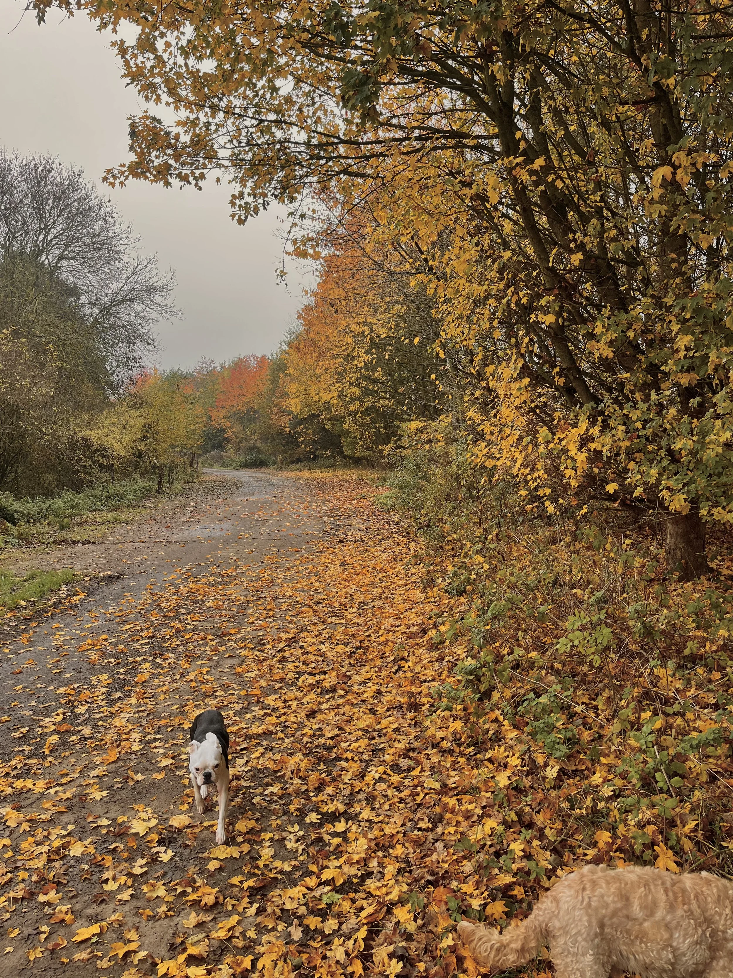 November 2025 - A Seasonal Diary 