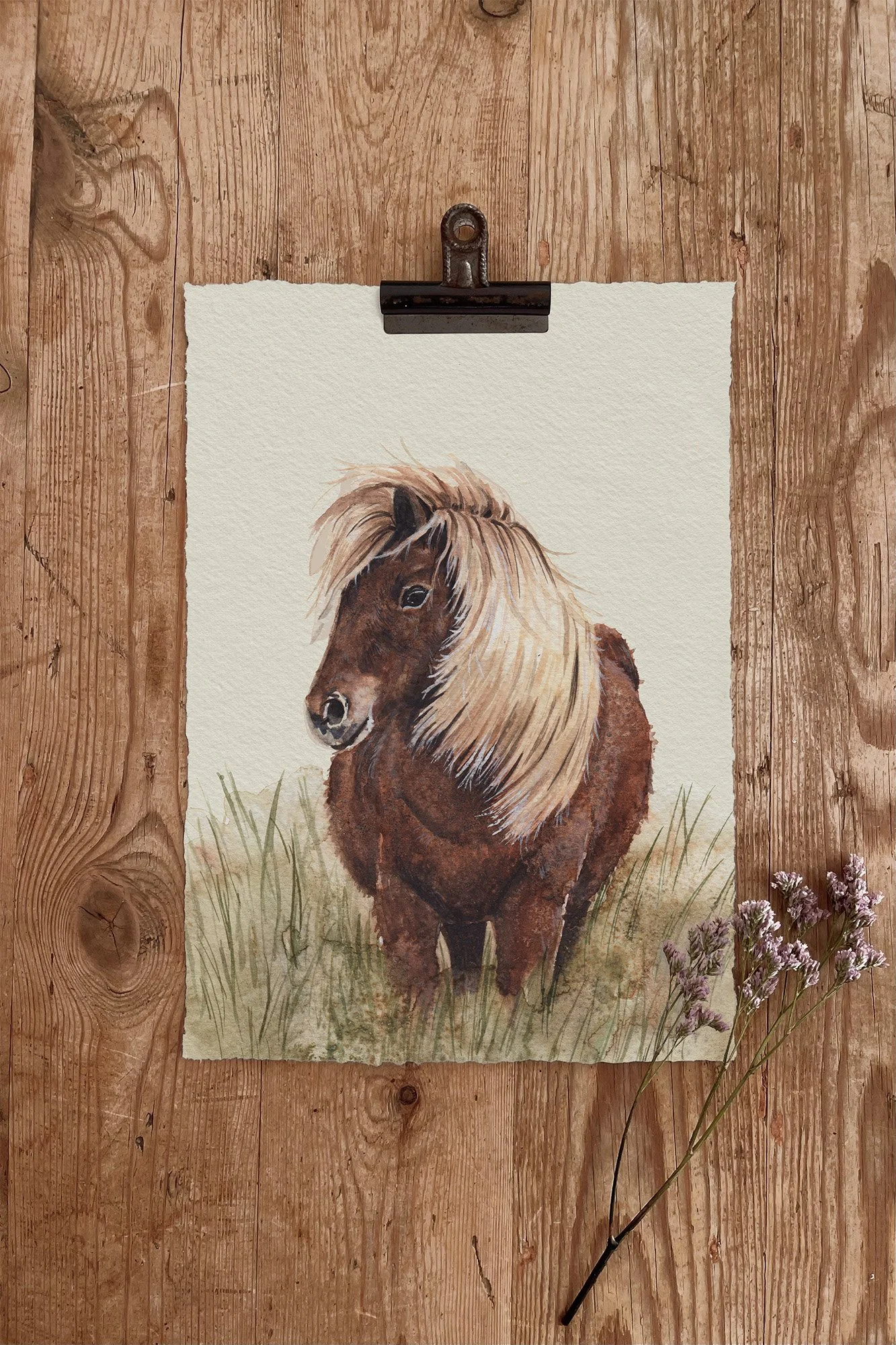 Shetland Pony Print
