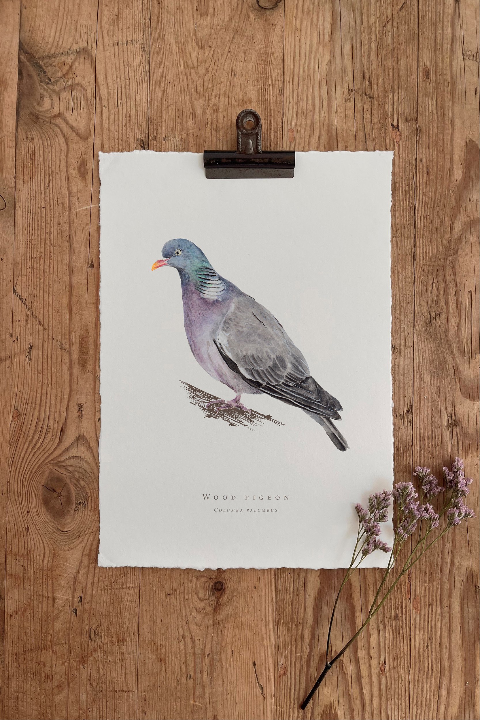 Wood Pigeon - British Garden Birds