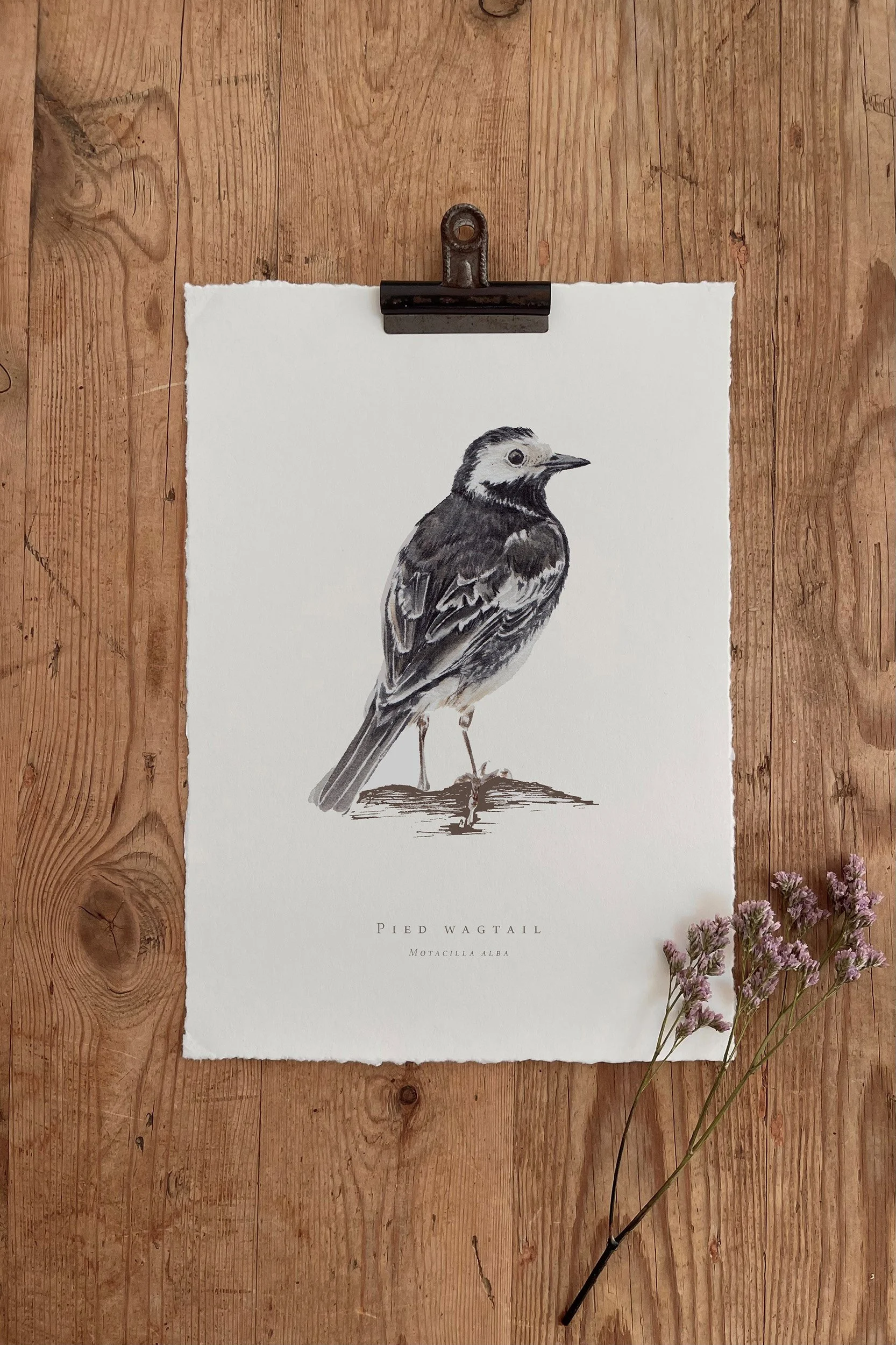 Pied Wagtail - British Garden Birds