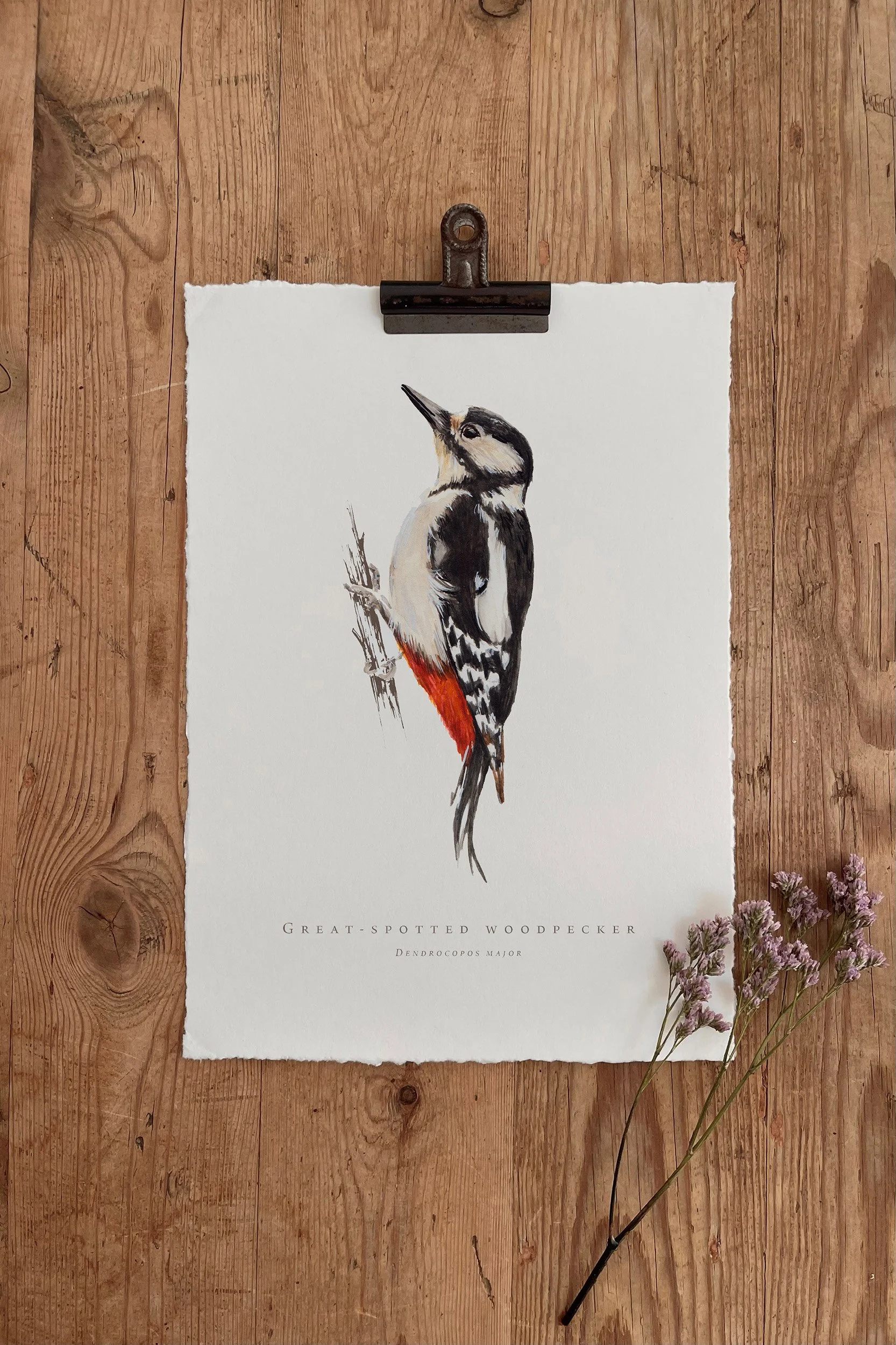 Great-spotted Woodpecker - British Garden Birds
