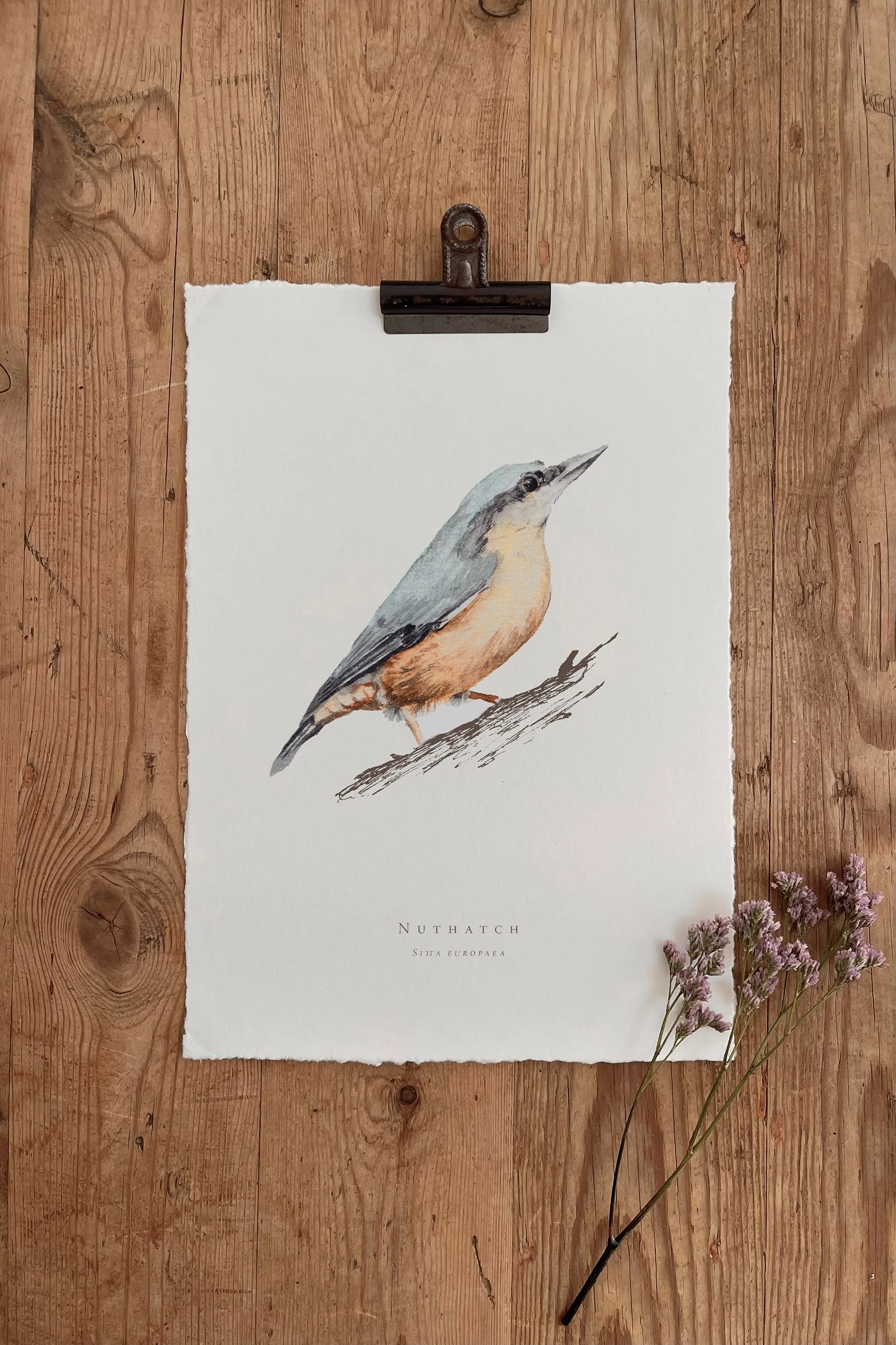 Nuthatch - British Garden Birds