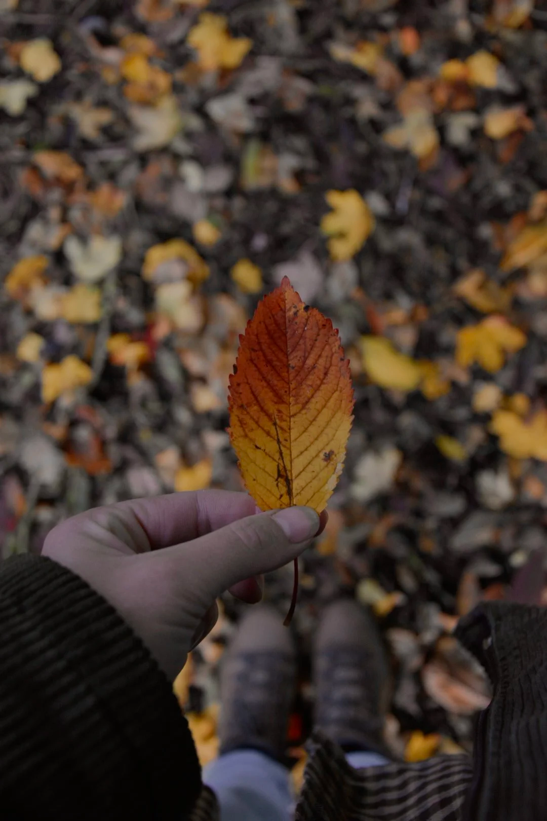 October 2025 - A Seasonal Diary