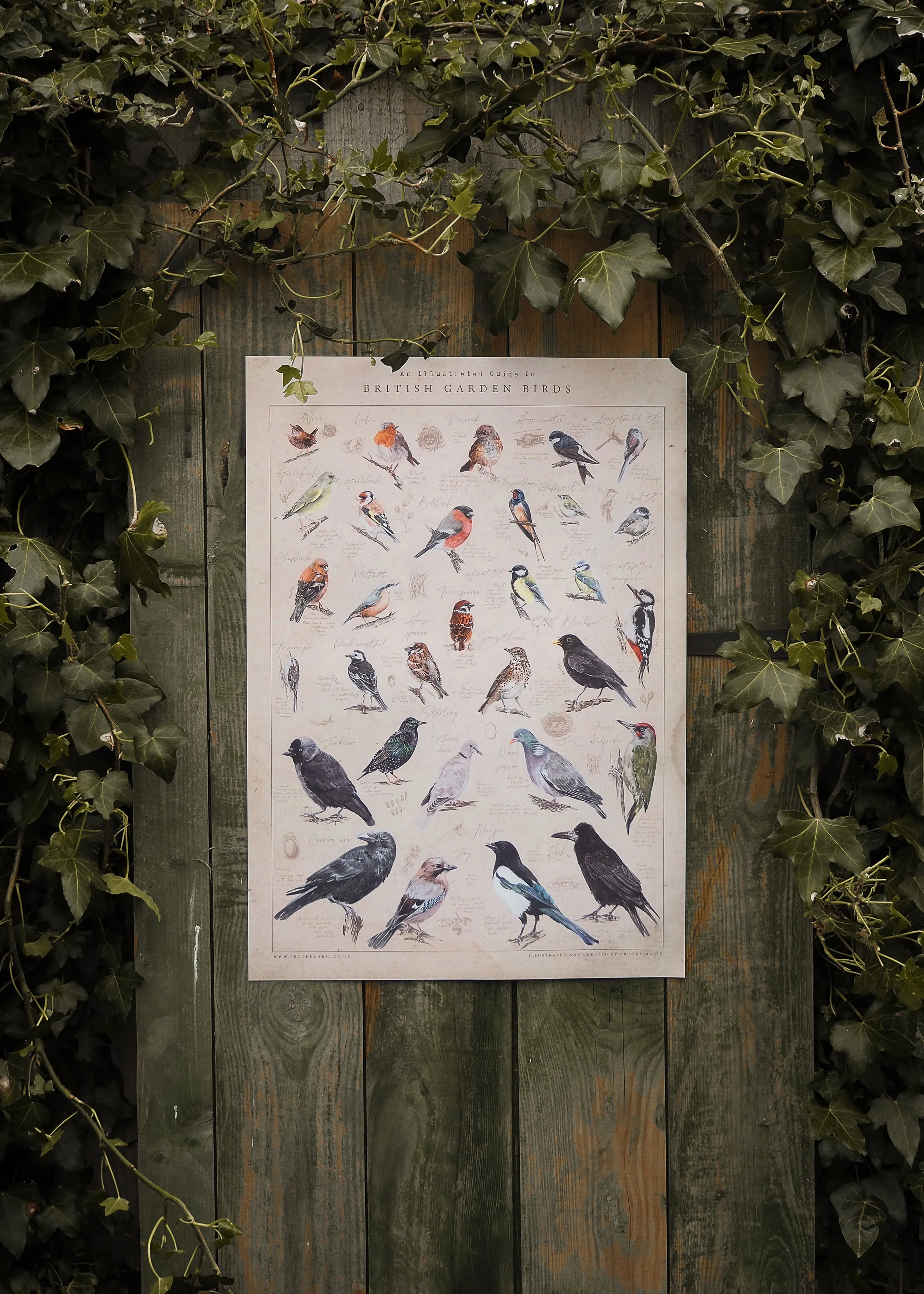 SUMMER 2025 GARDEN BIRD COLLECTION - BROOKE MARIE POSTER-1.jpg