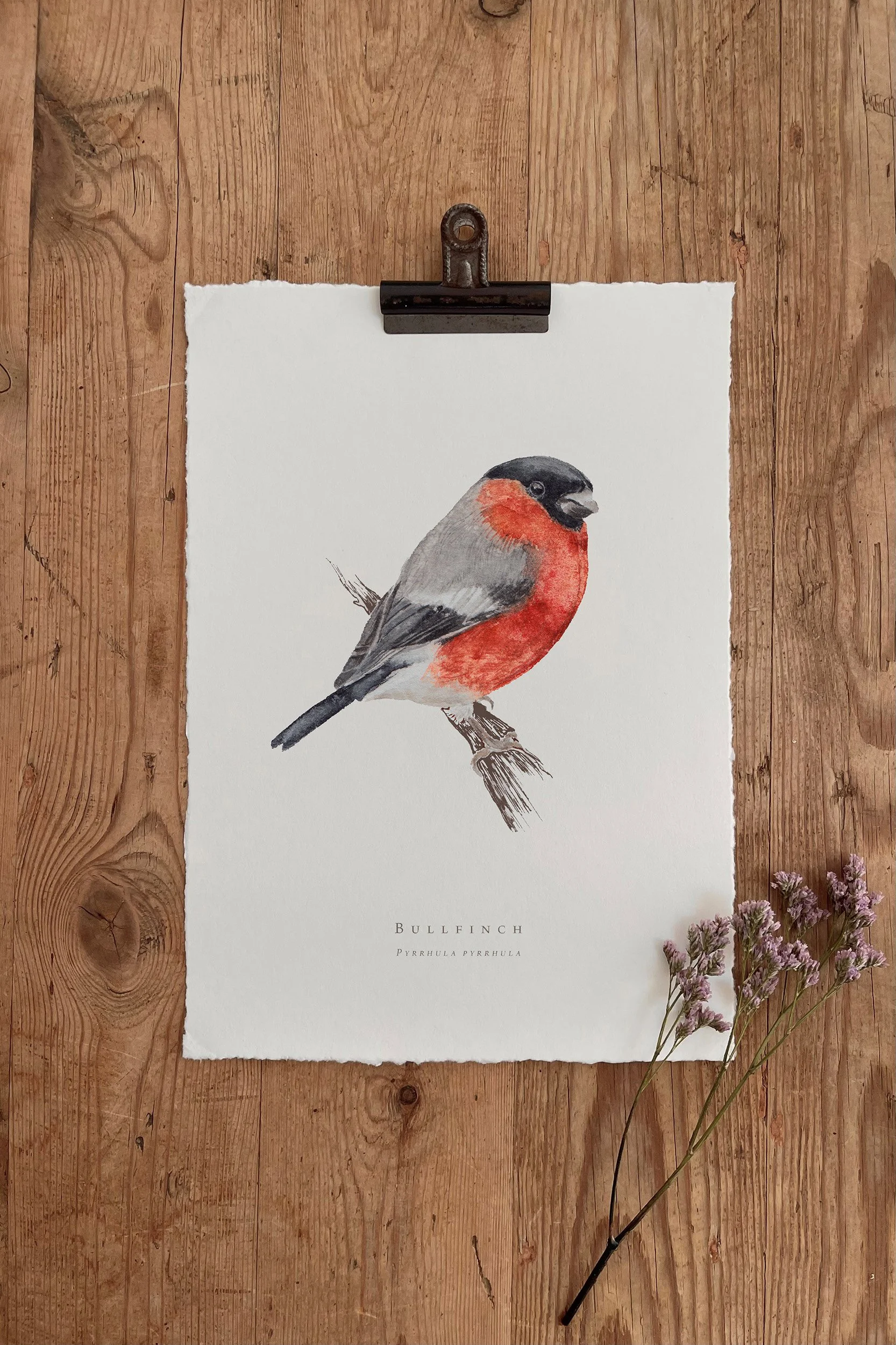 BULLFINCH.jpg