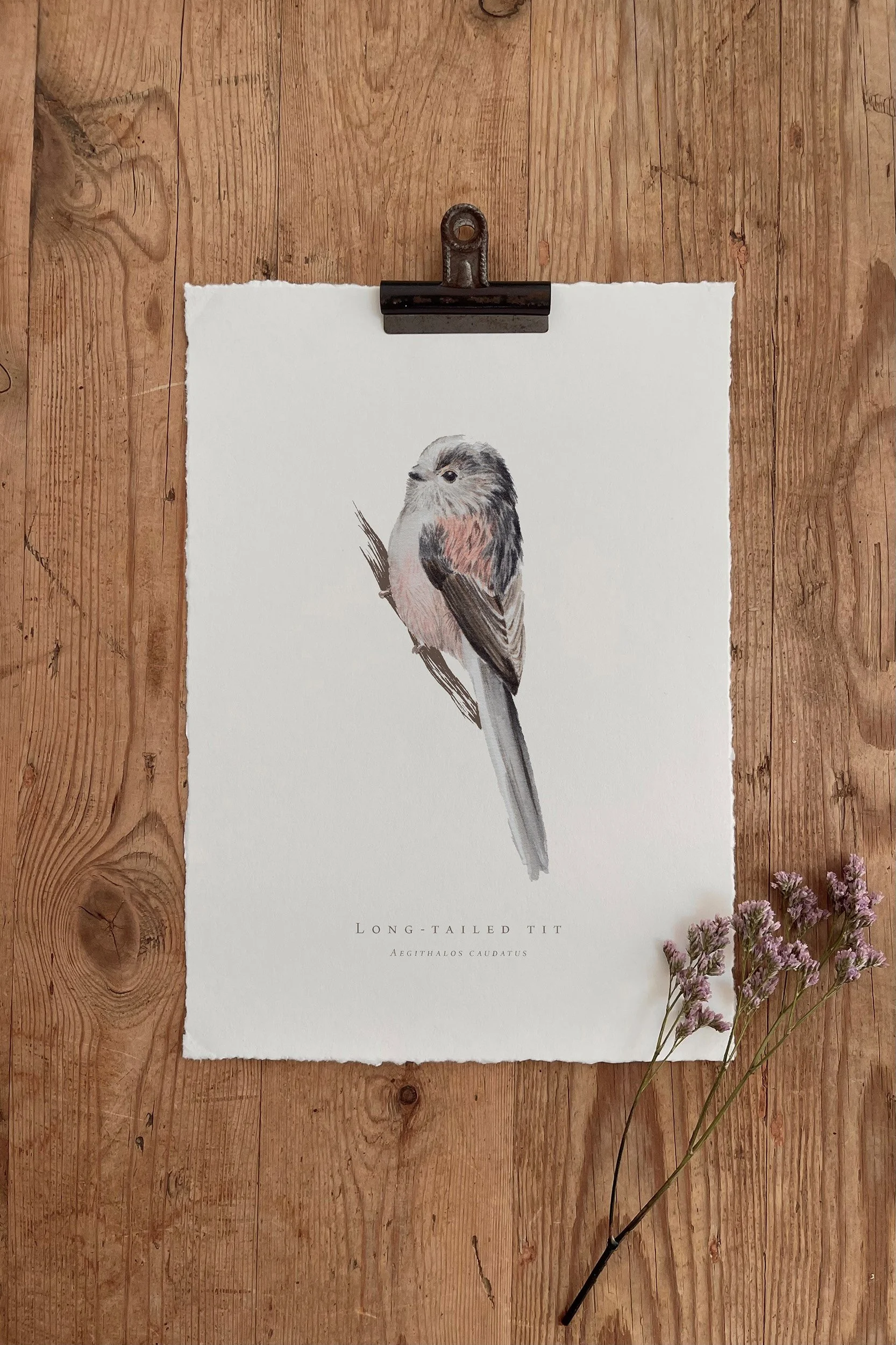 Long-tailed Tit - British Garden Birds