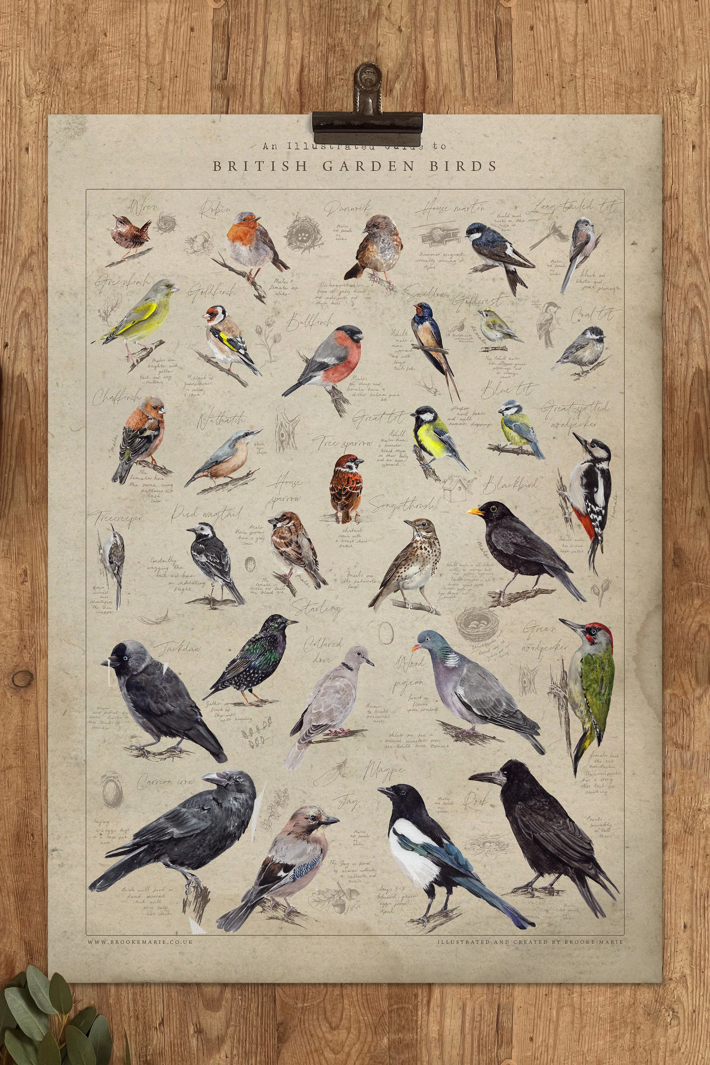 BRITISH GARDEN BIRDS POSTER.jpg