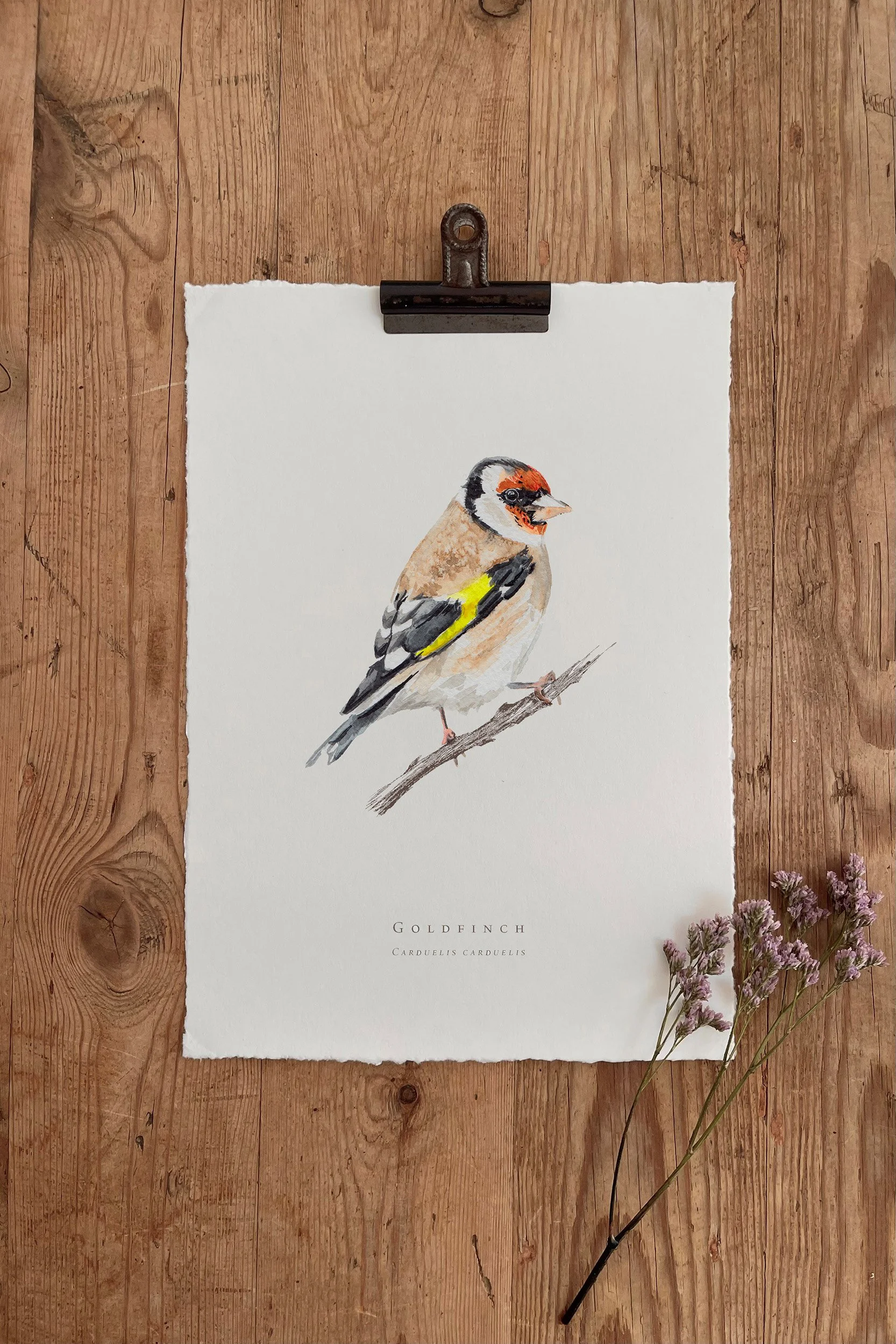 Goldfinch - British Garden Birds