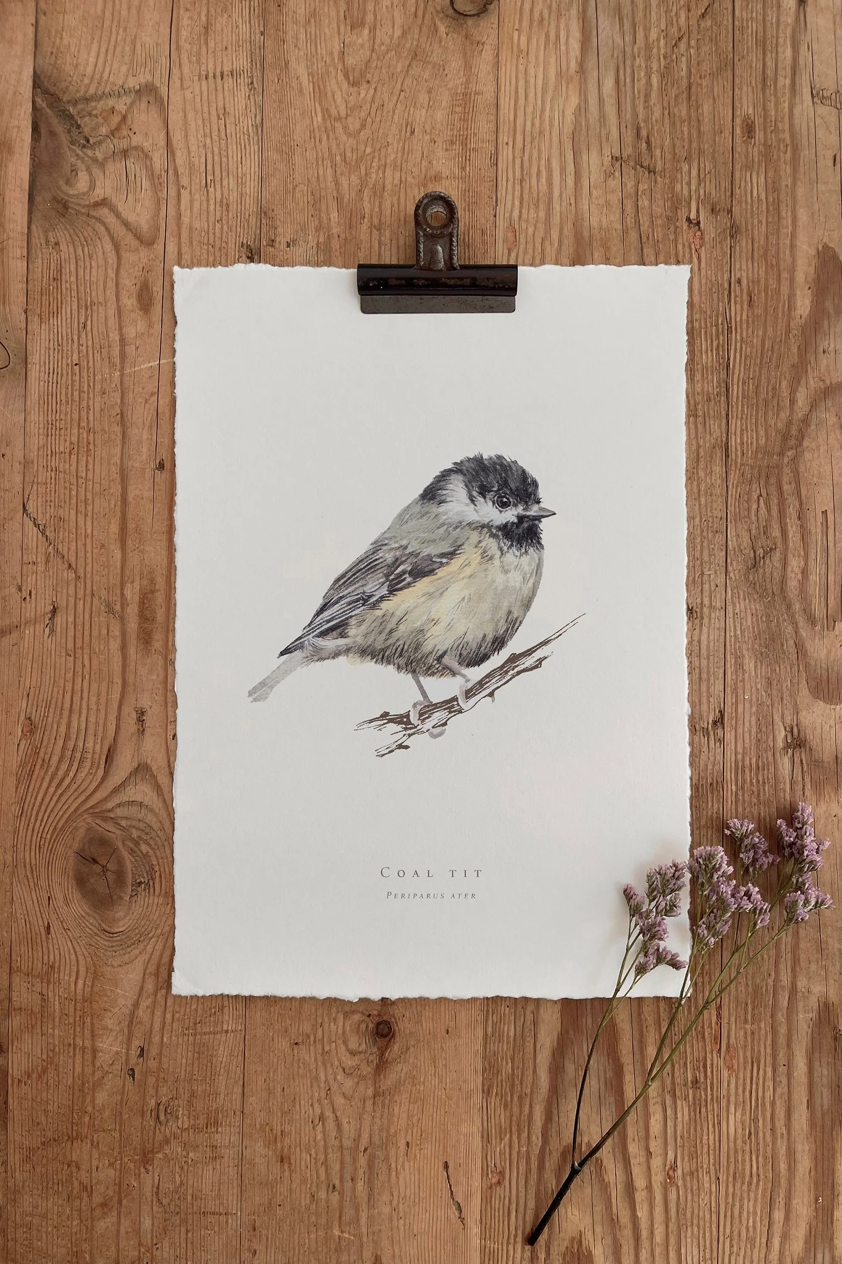 Coal tit - British Garden Birds