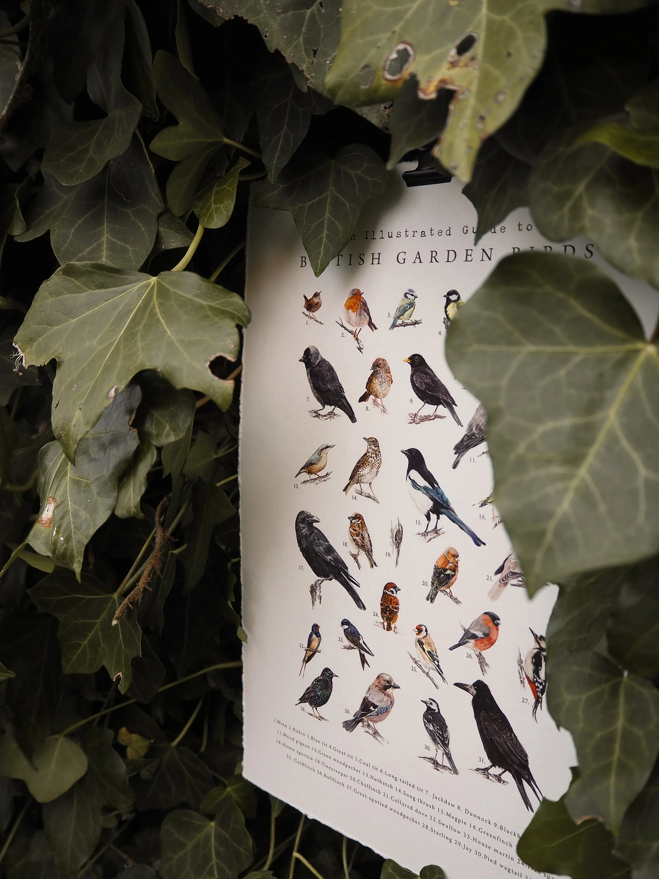 SUMMER 2025 GARDEN BIRD COLLECTION - BROOKE MARIE FINE ART PRINT-1.jpg