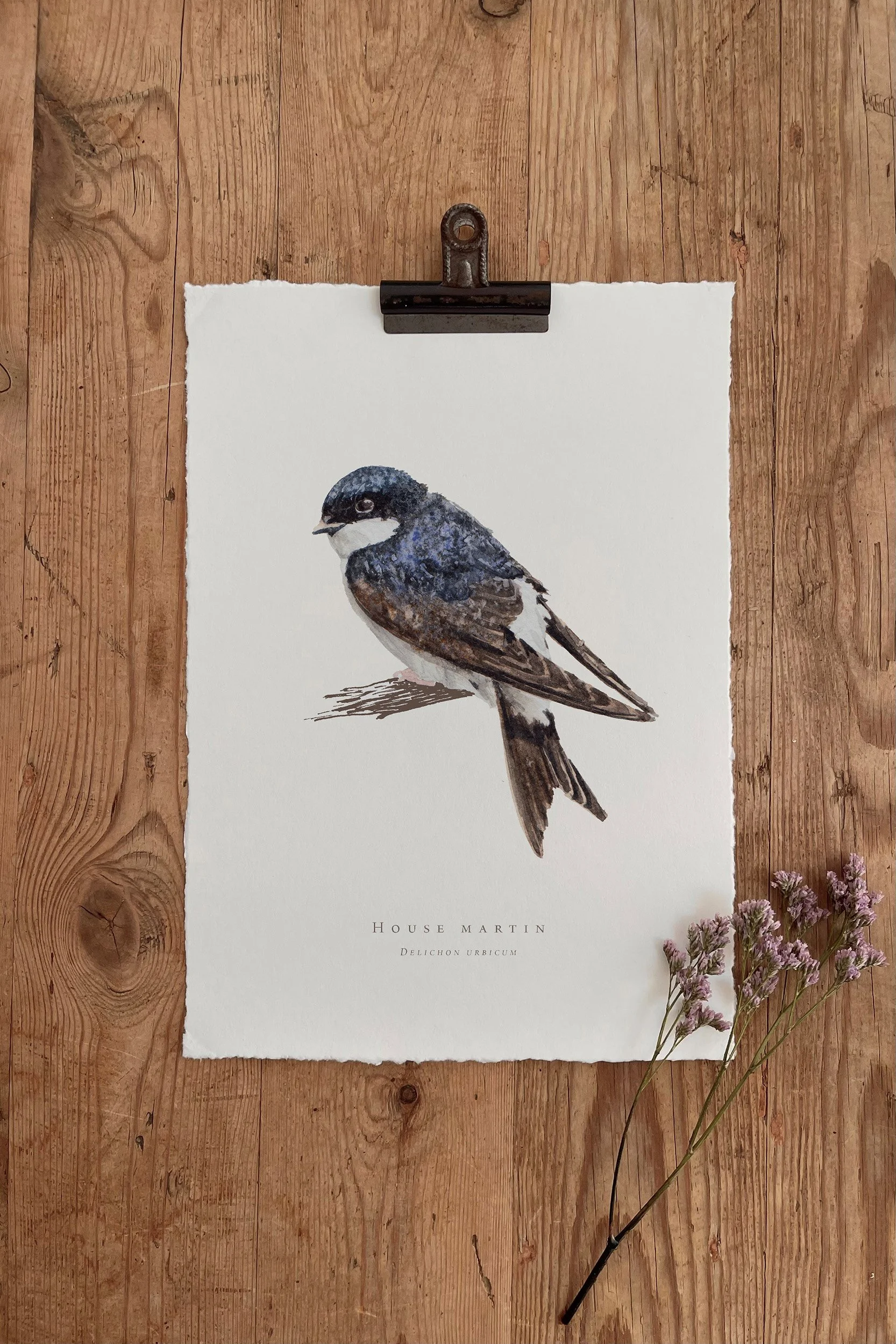 HOUSE MARTIN.jpg