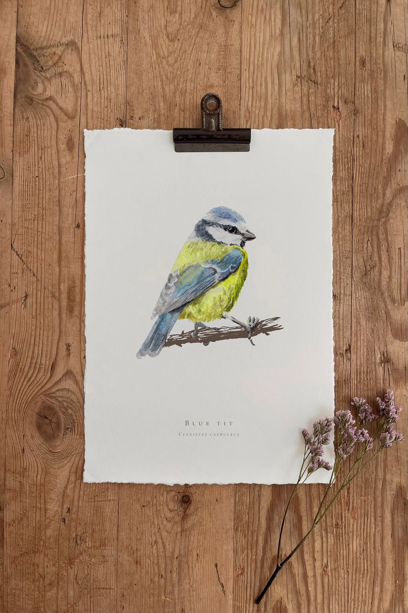 Blue tit - British Garden Birds