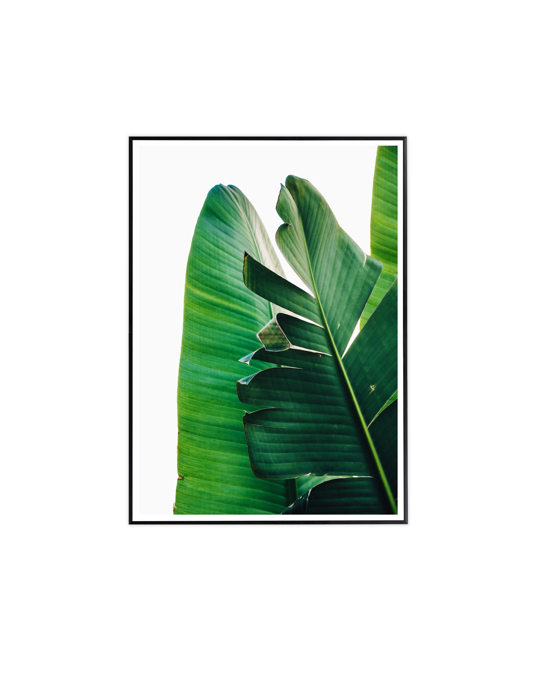 VrFresh Green.jpg