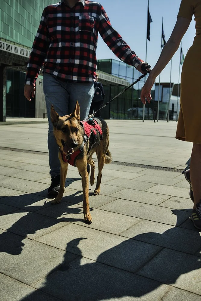 Koira Helsingissä. Kesäkuvia Helsingistä.