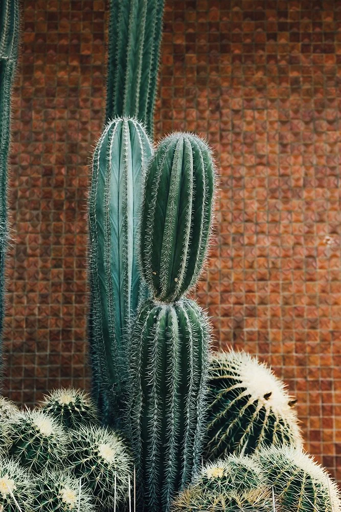 Cactus in Rodos Greece. Fine Art Photography