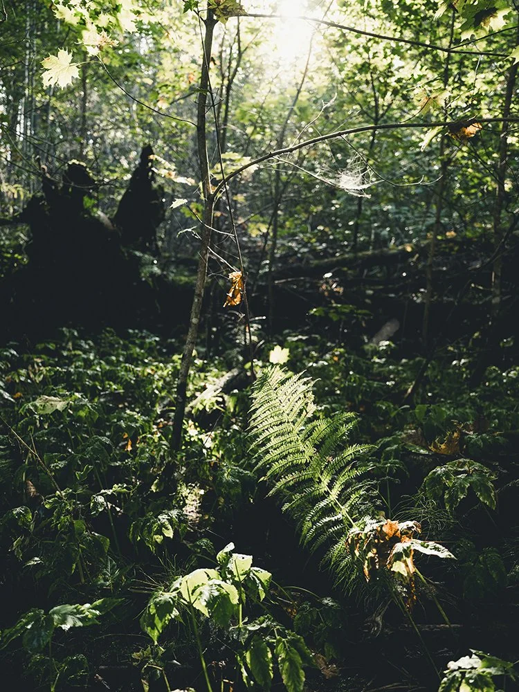 Valokuvia Latokartanonkoskelta Salon Perniöstä