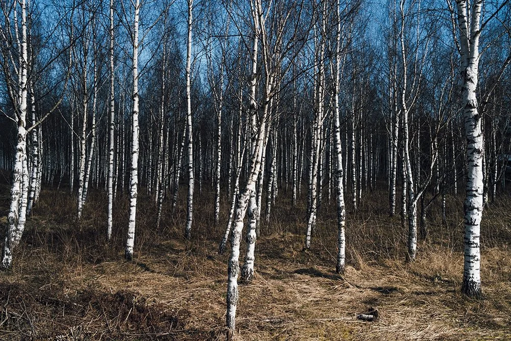 Koivikko Sahalahdella. Valokuvia Pirkanmaalta