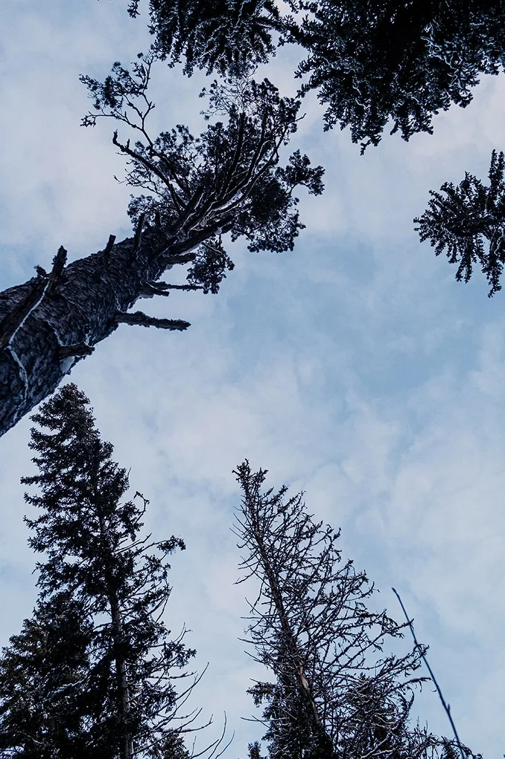 Suomalaisuutta valokuvaamassa. Vahvoja puita Juupajoen rotkolla
