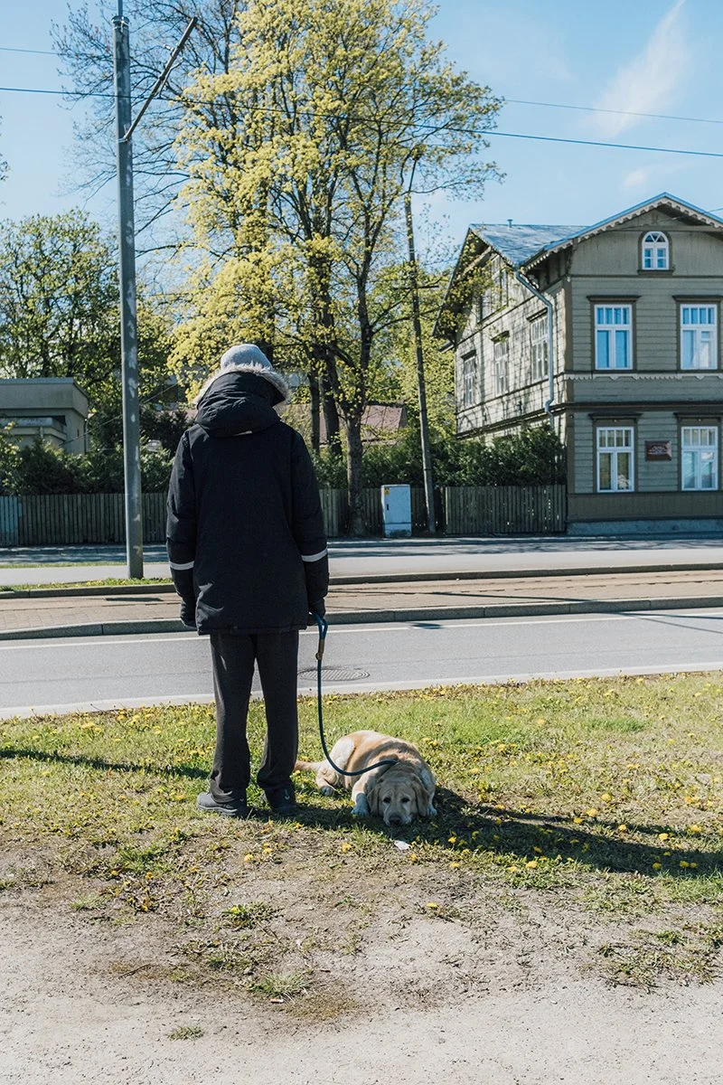 Old dog in Tallinn Estonia. Looking at camera