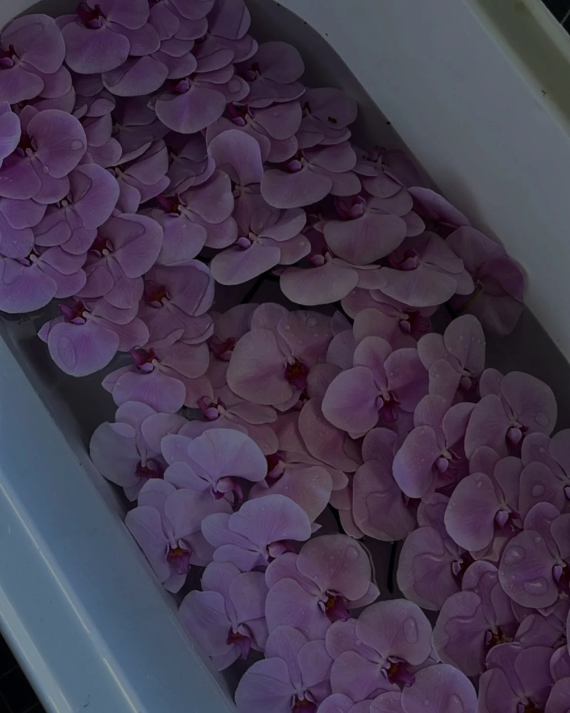 Bathroom Antics Day 2 🌸✨

Definitely built for this&hellip;.

Eden + The FreakHaus Team

#perthweddingstylist #perthweddingflorist #weddingflorals #weddingfloraldesign #weddingfloristperth