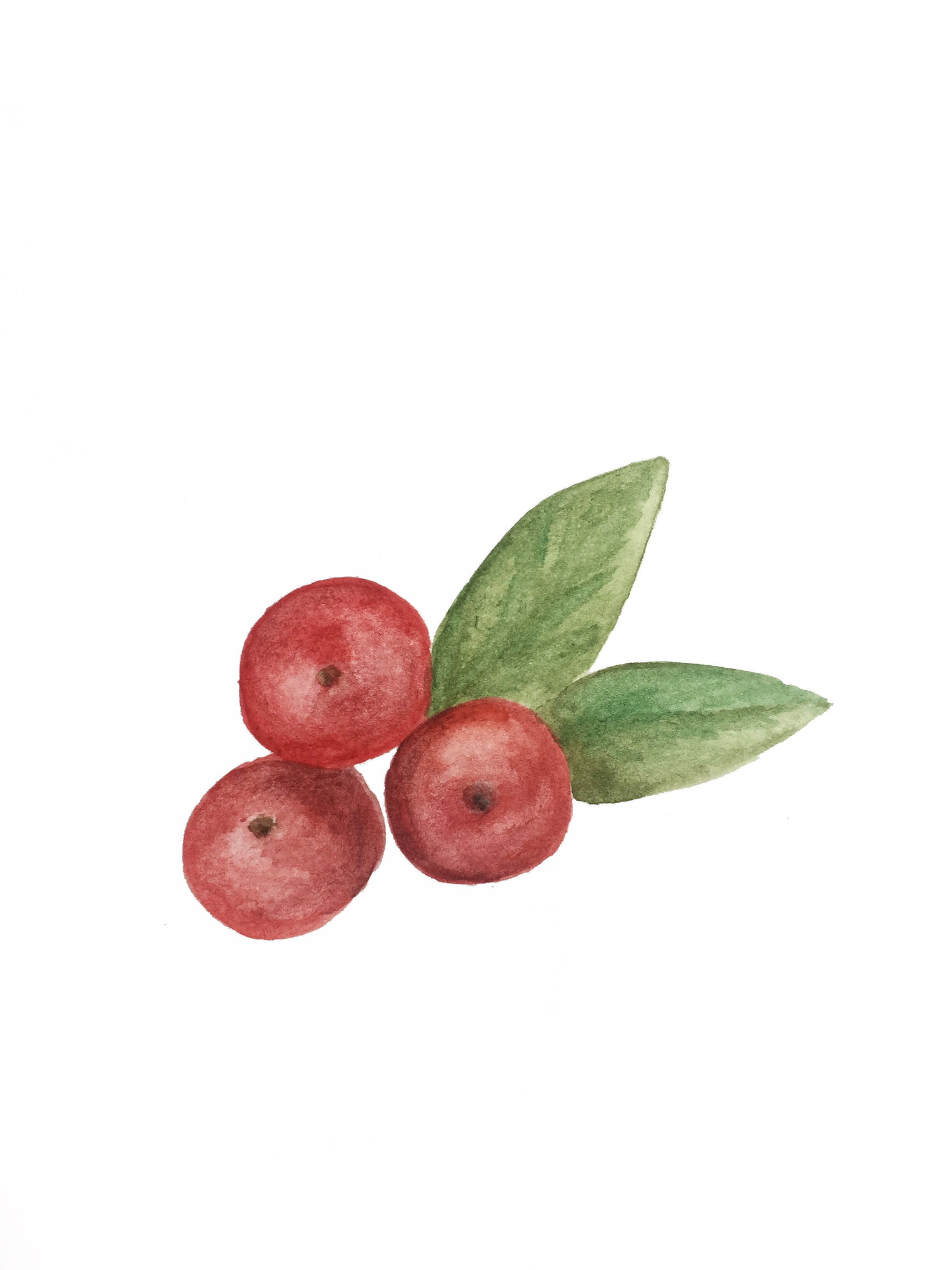 Vaccinium Macrocarpon, 2020