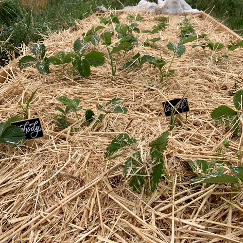 Zamulčovaný záhon s cedulkami u jednotlivých plodin