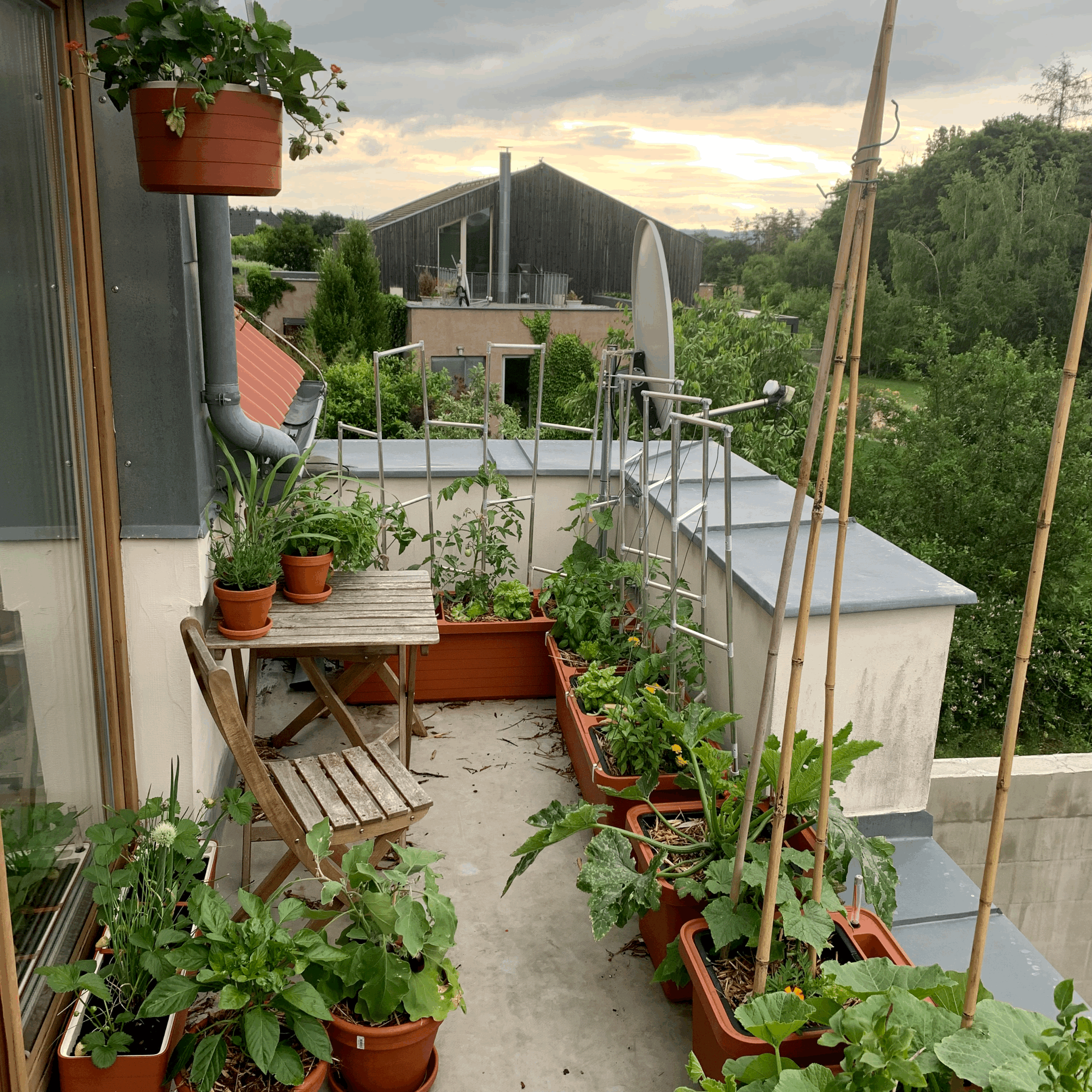 Jak pěstování dýně na balkoně?