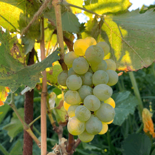 Hroznové víno bezsemenné sazenice: Váš průvodce k dokonalé sklizni () Hroznové víno bezsemenné sazenice: Váš průvodce k dokonalé sklizni