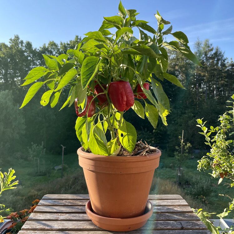 Jak pěstovat papriky doma?