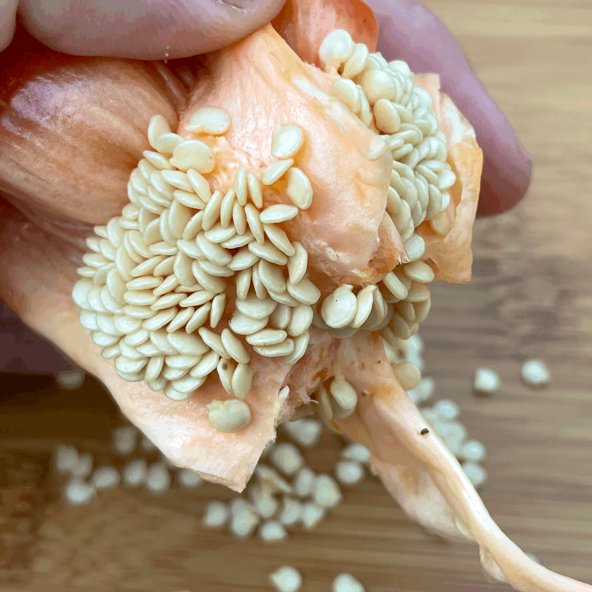 Jak získat semena z papriky?