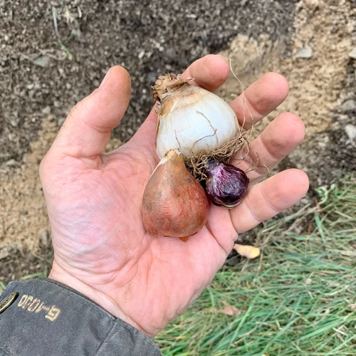 Cibule tulipánů a narcisů v dlani před výsadbou