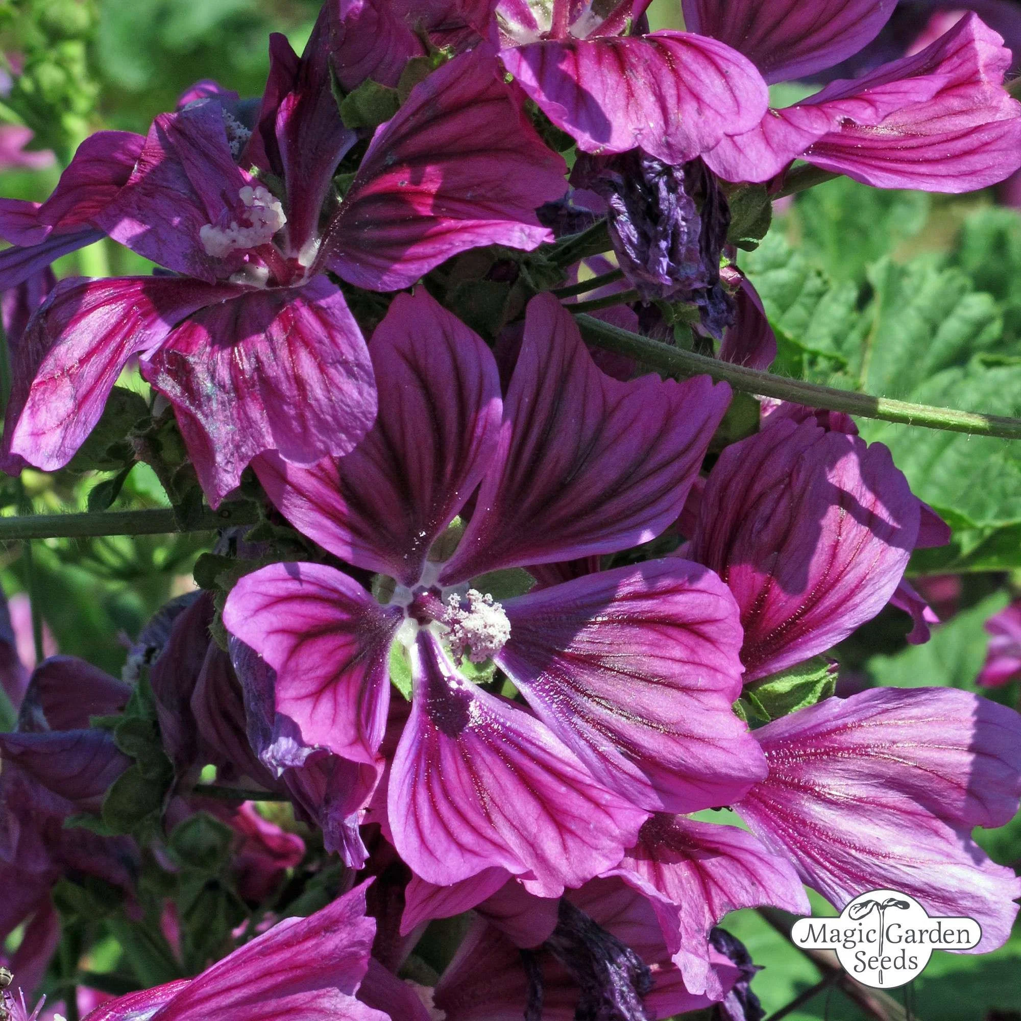 BIO Sléz lesní maurský od Magic Garden Seeds | Přírodní zahrady