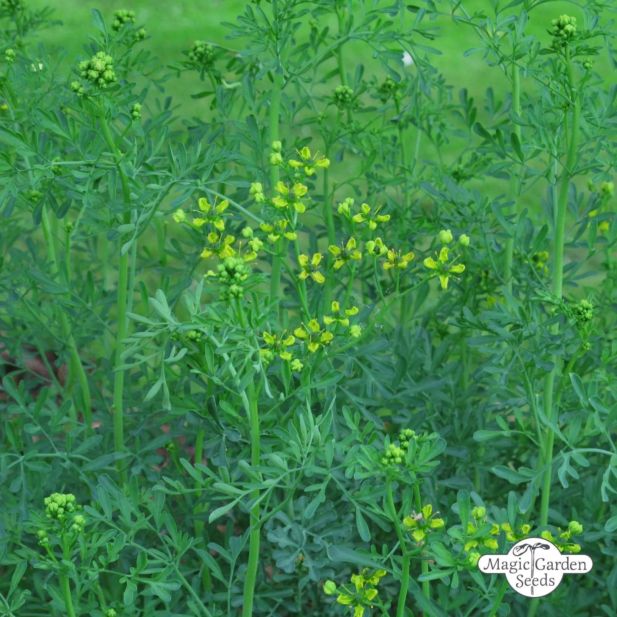 BIO Routa vonná od Magic Garden Seeds | Přírodní zahrady