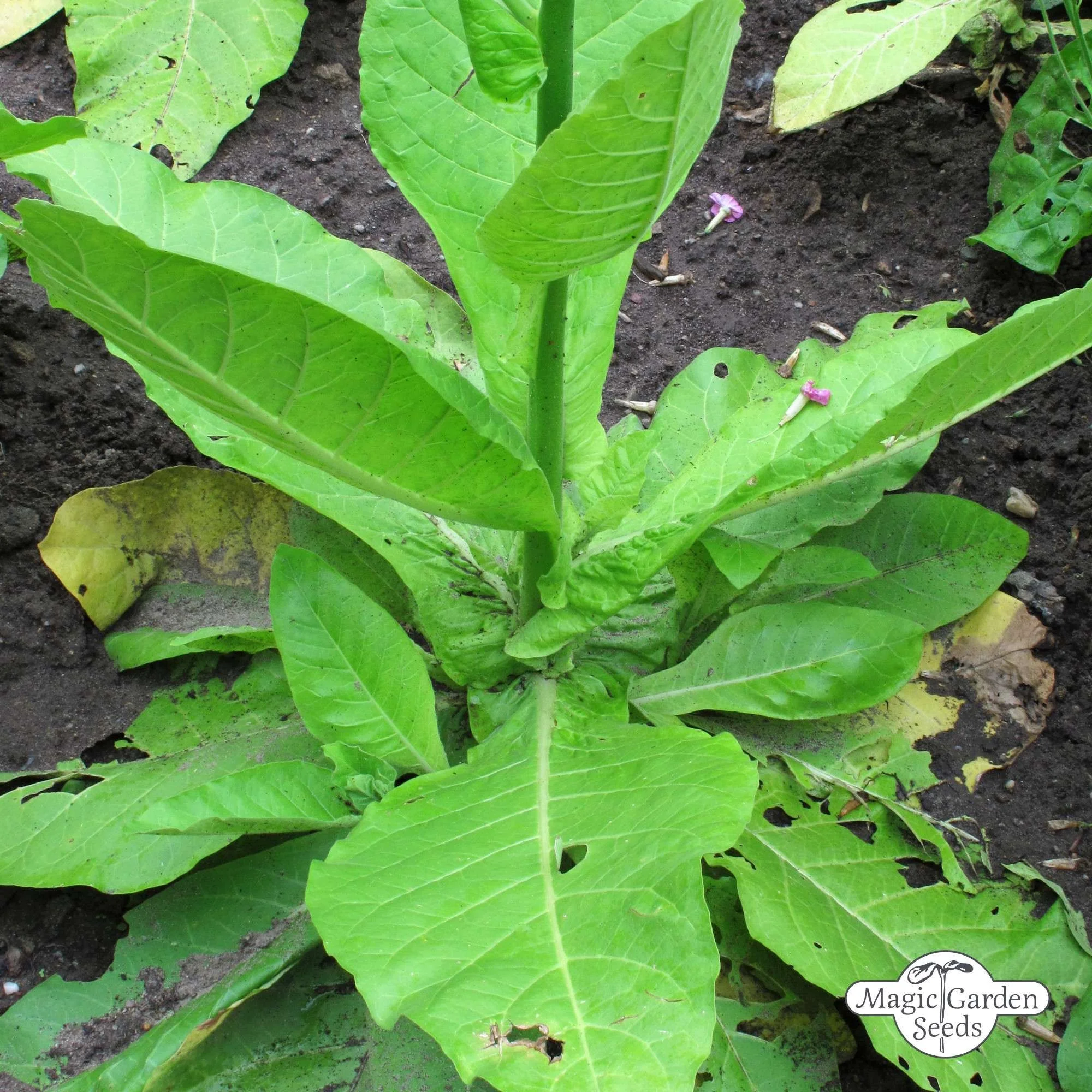 BIO Tabák lesní / Tabák horský od Magic Garden Seeds | Přírodní zahrady