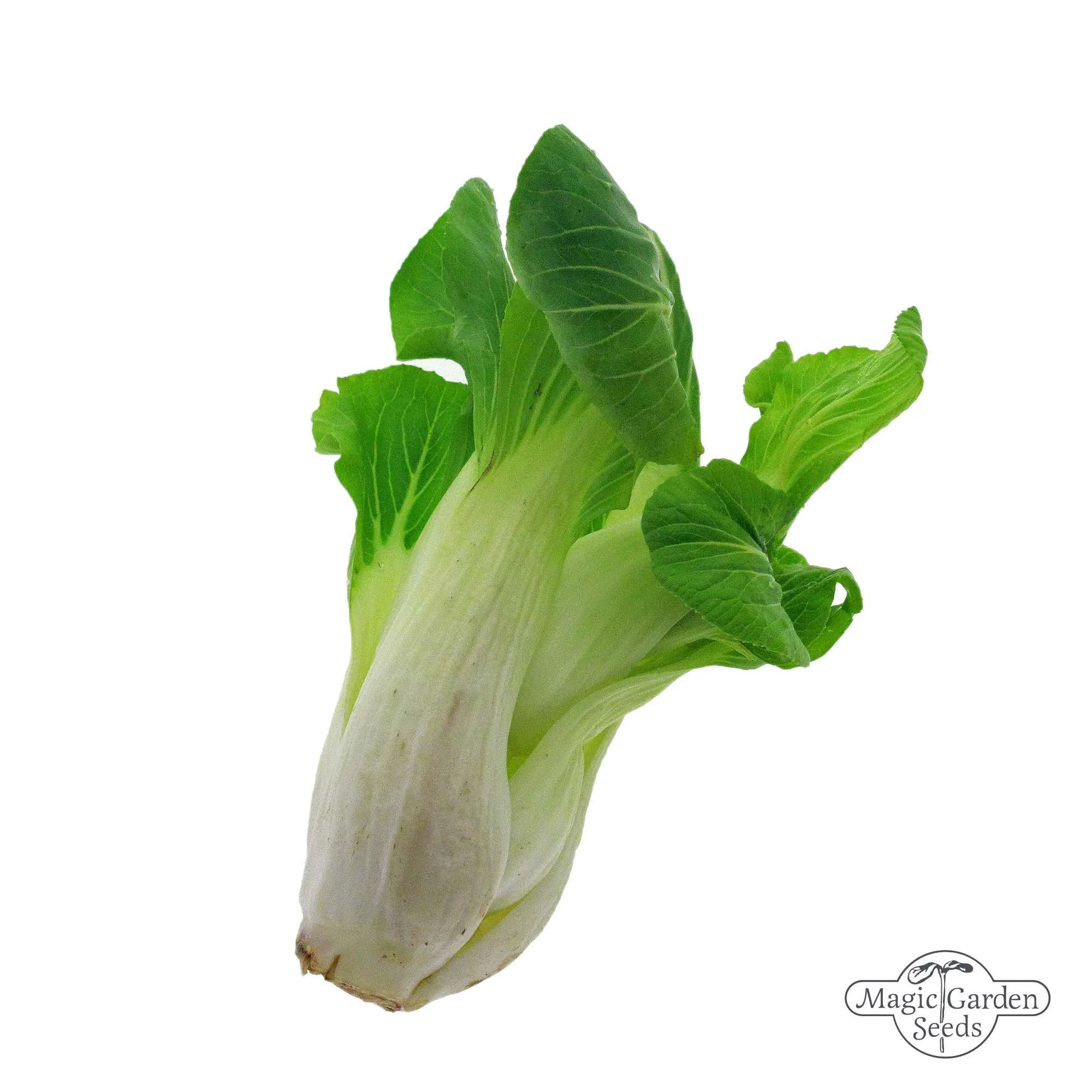 BIO Pak Choi 'Tai Sai' od Magic Garden Seeds Přírodní zahrady