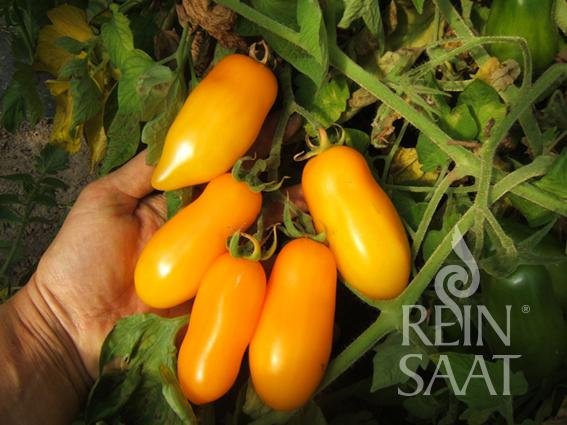 rajce legs BIO Rajče Banana Legs – Solanum lycopersicum – prodej bio ...