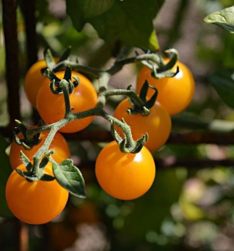 Rajče divoké Golden Currant od Permasemínka | Přírodní zahrady