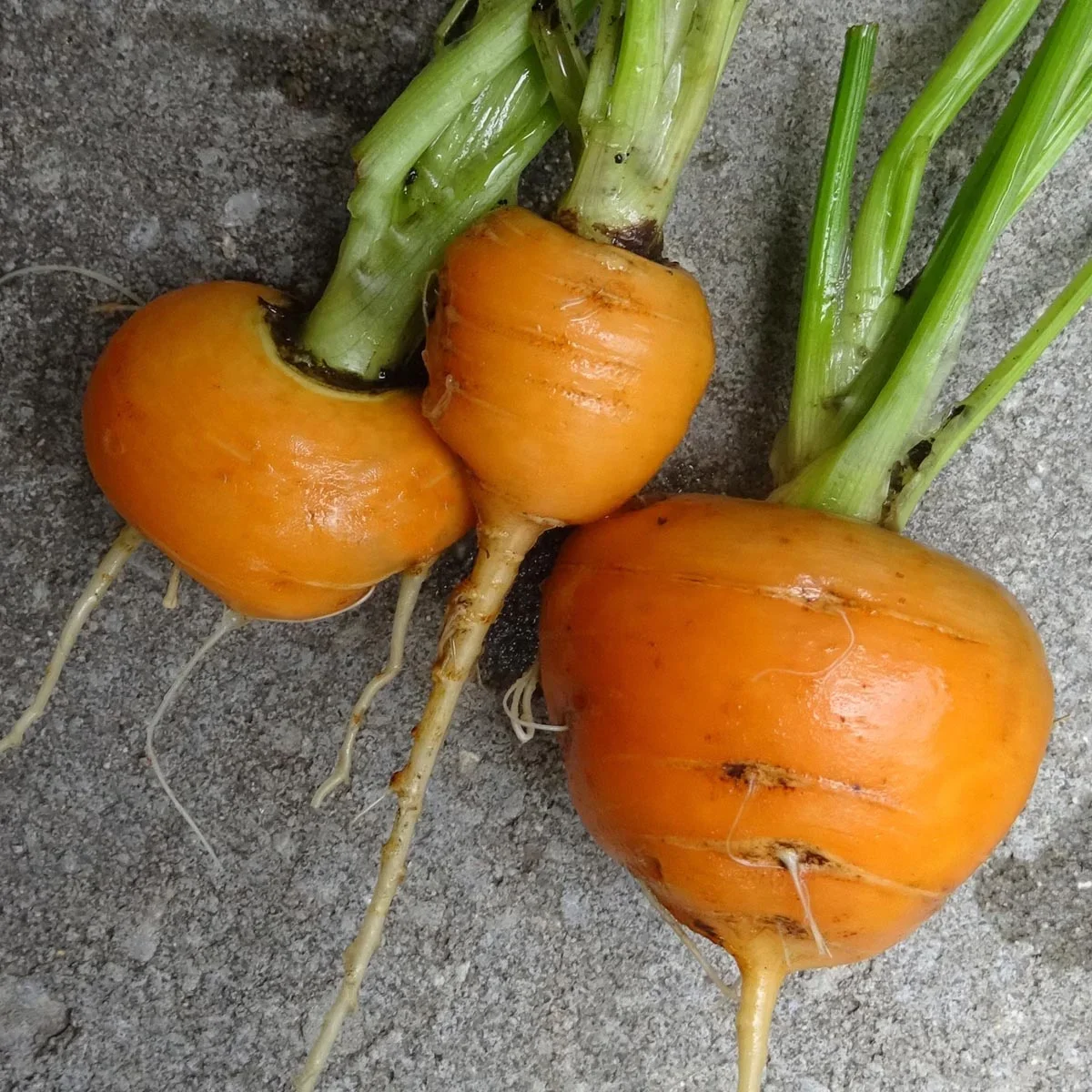 fruehe-karotte-pariser-markt-daucus-carota-samen~3.webp