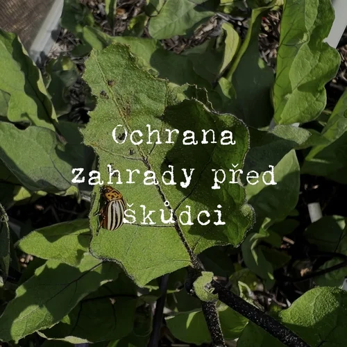 Škůdci a choroby bez chemie podrobně