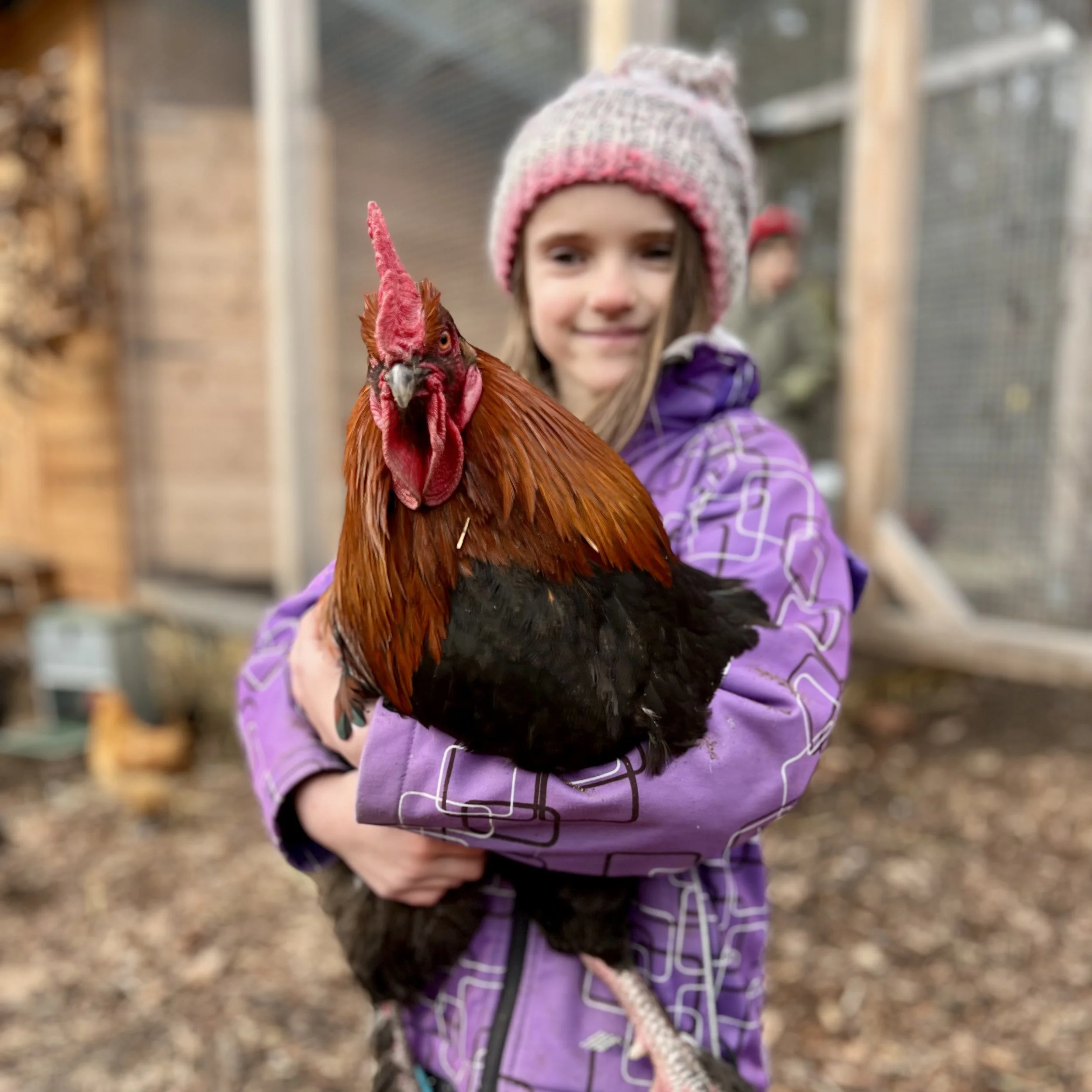 Mladá dívka držící ochočeného kohouta. Kohout plemene Marans v krásné barvě. Na pozadí voliéra pro slepice a kurník.