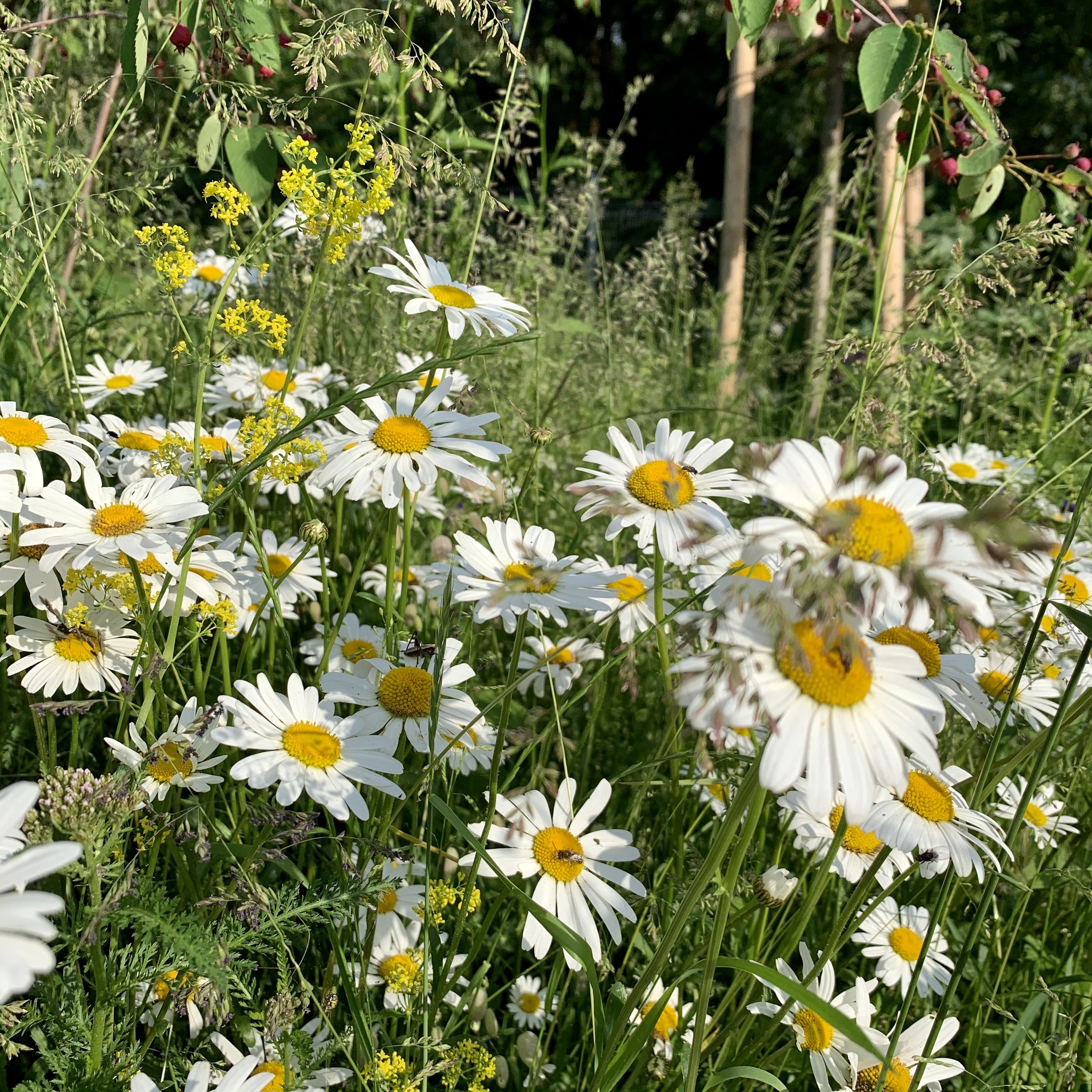 Online kurz design přírodní zahrady v rámci nabídky Black Friday