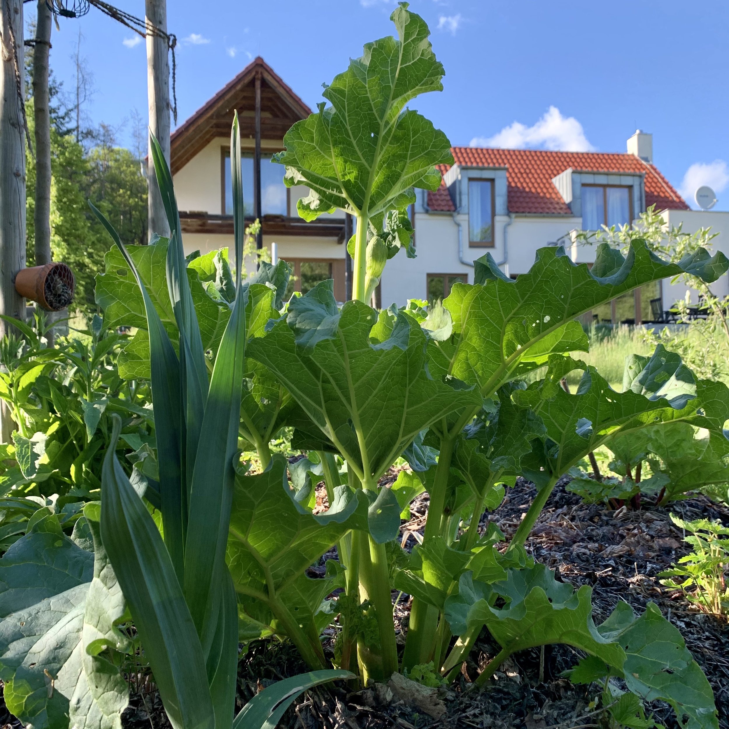 Online kurz design přírodní zahrady v rámci nabídky Black Friday