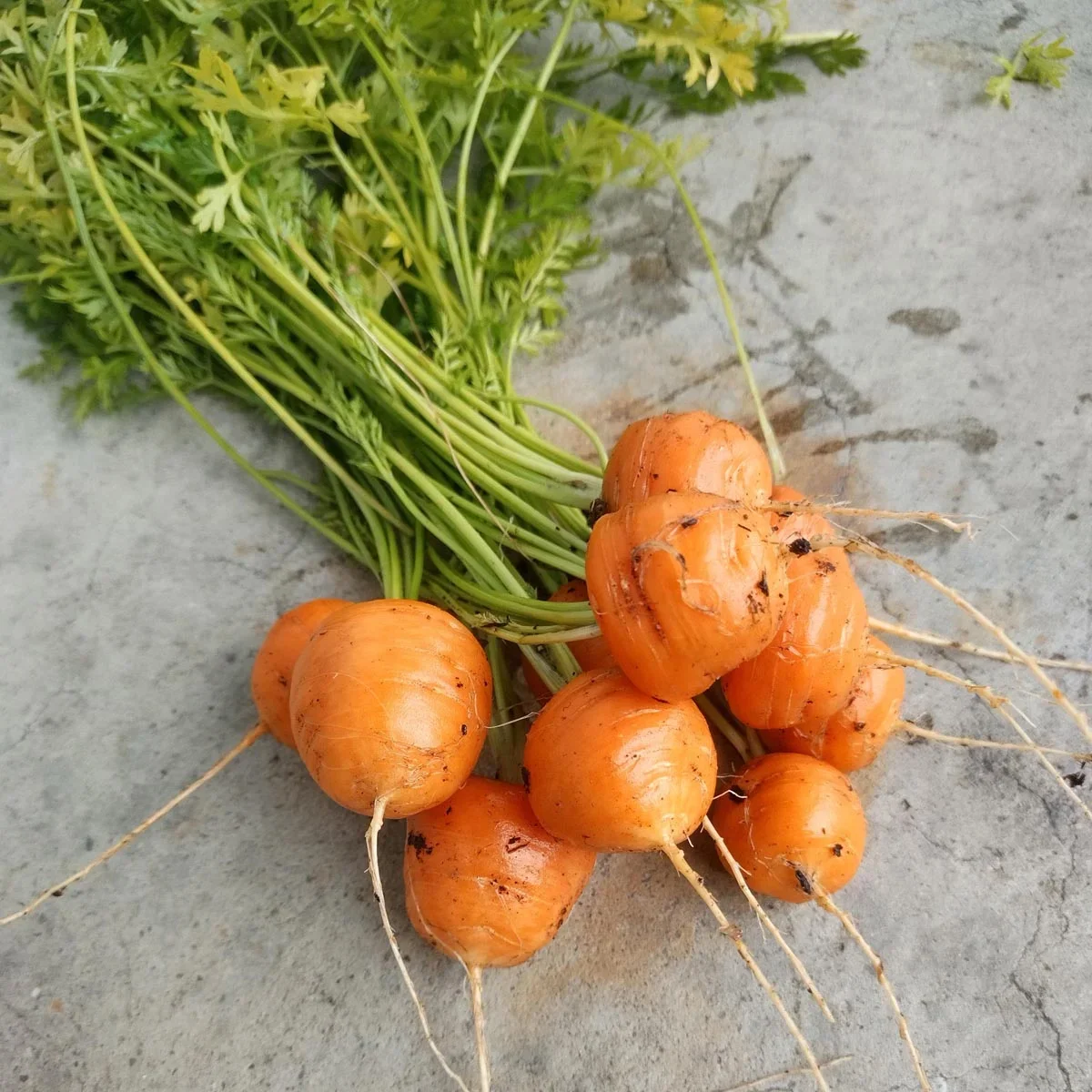 fruehe-karotte-pariser-markt-daucus-carota-samen.webp