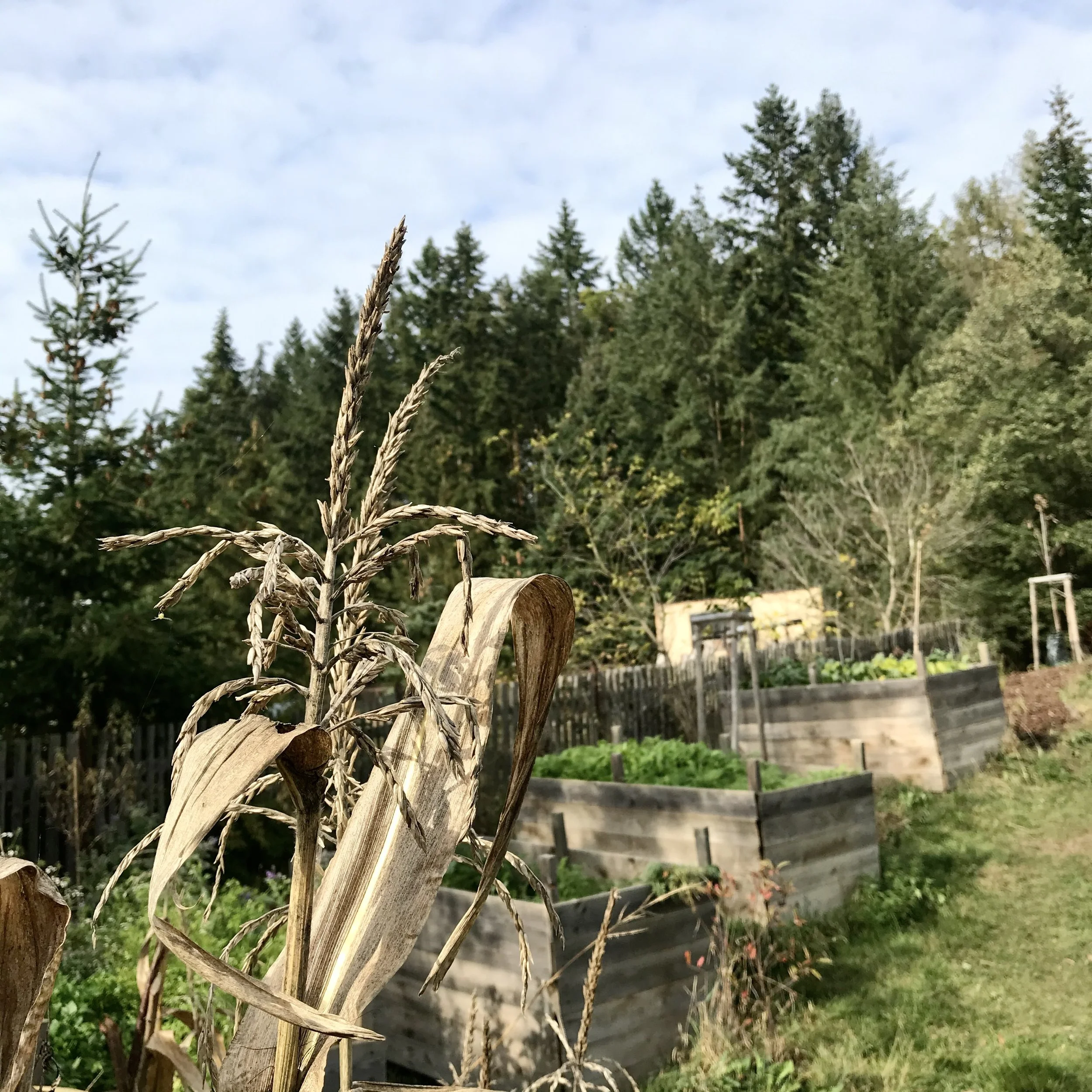 Online kurz design přírodní zahrady v rámci nabídky Black Friday