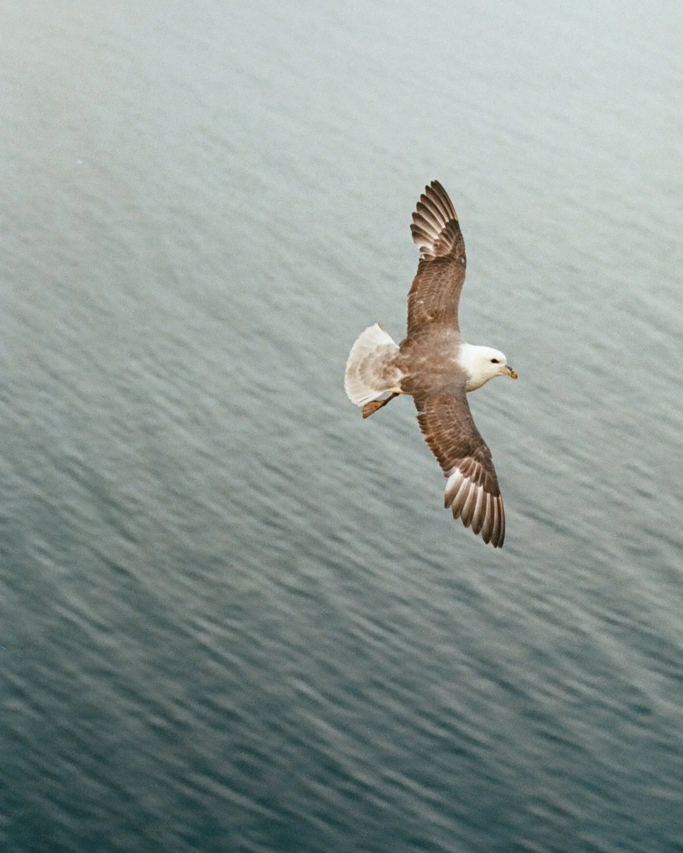 260719_Iceland_film_121.jpg