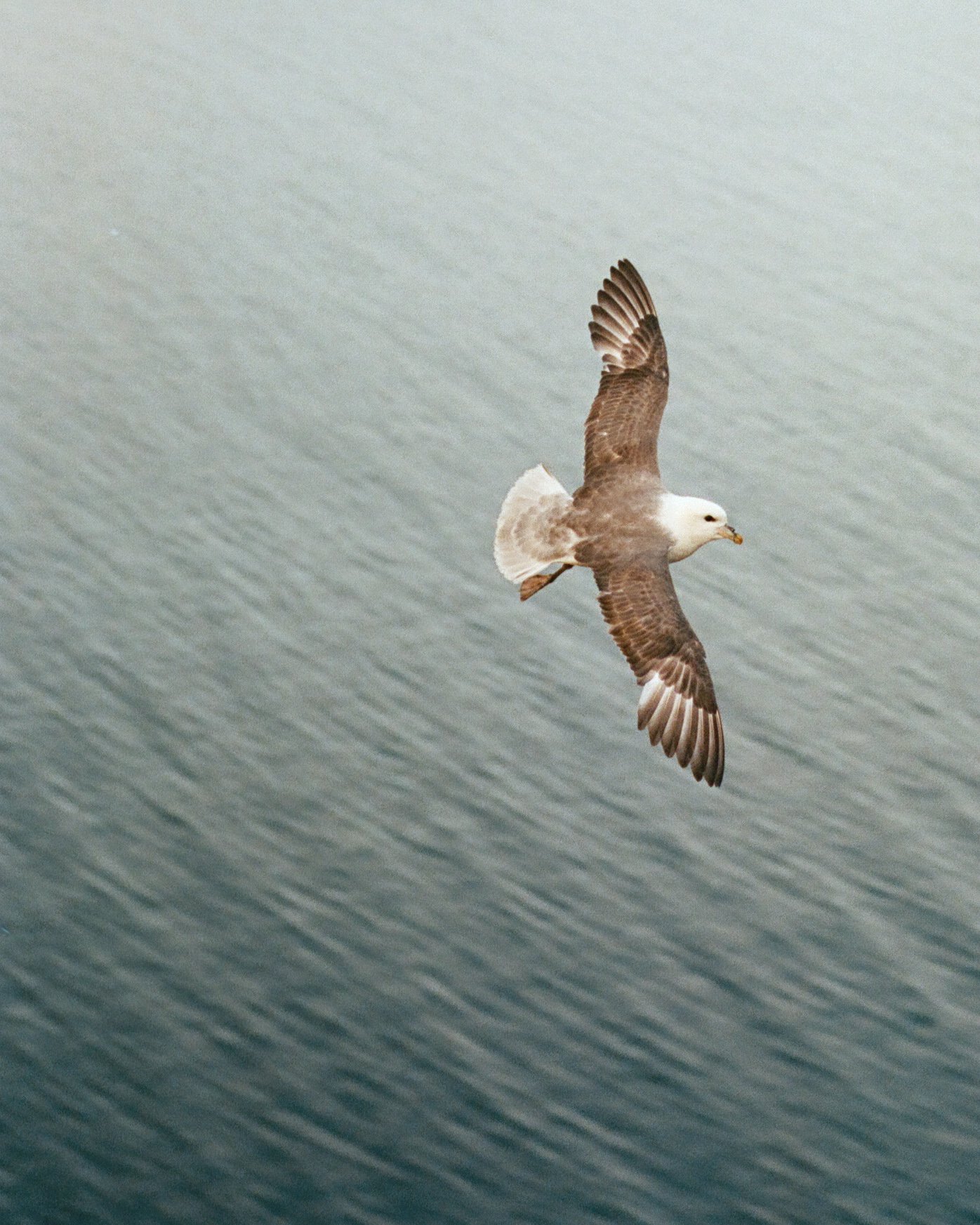 260719_Iceland_film_121.jpg