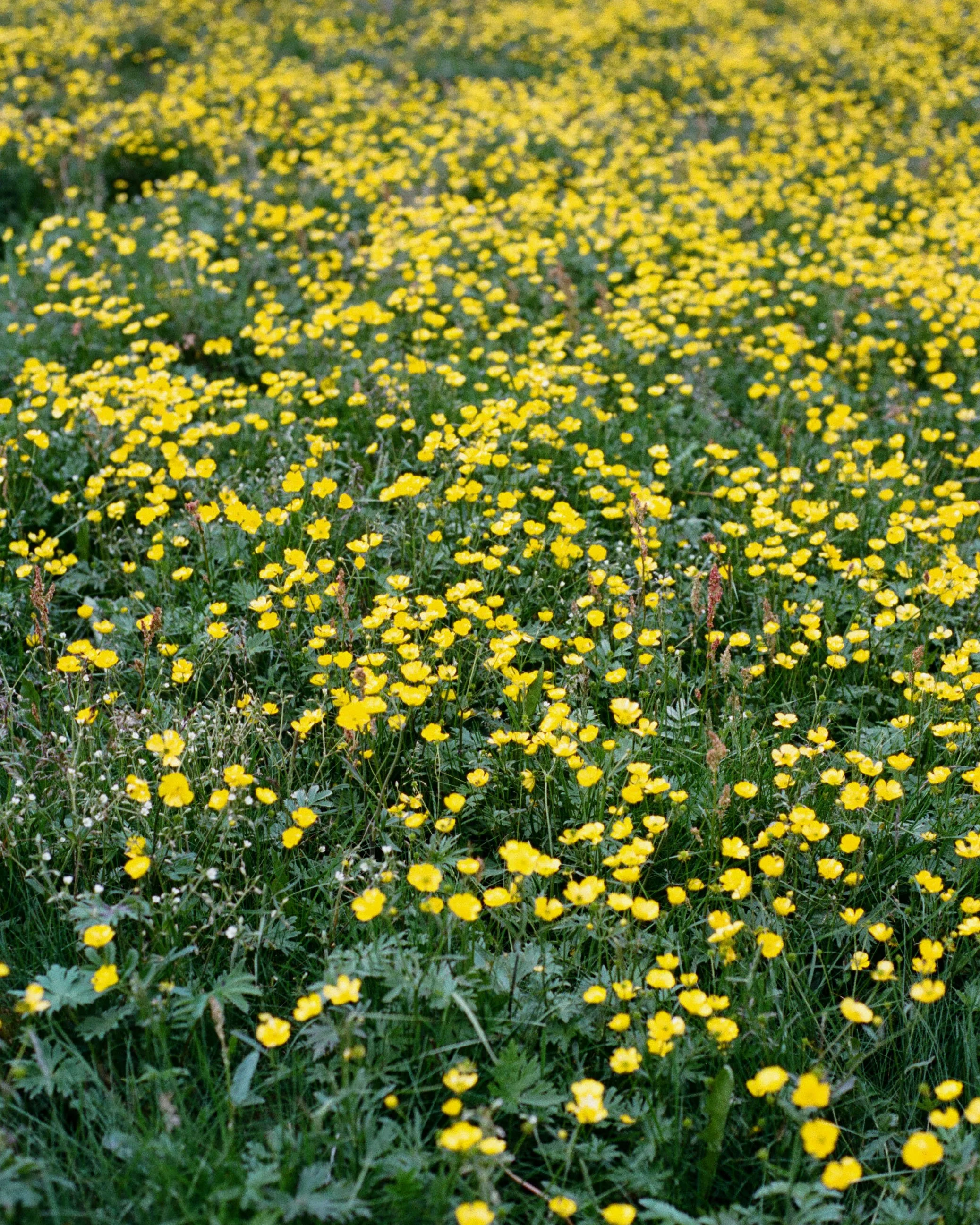 260719_Iceland_film_115.jpg