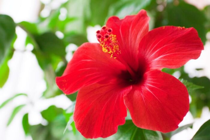 La fleur d'Hibiscus, une fleur qui nous veut du bien – muntsakineyoga