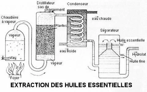 Les huiles essentielles photosensibilisantes